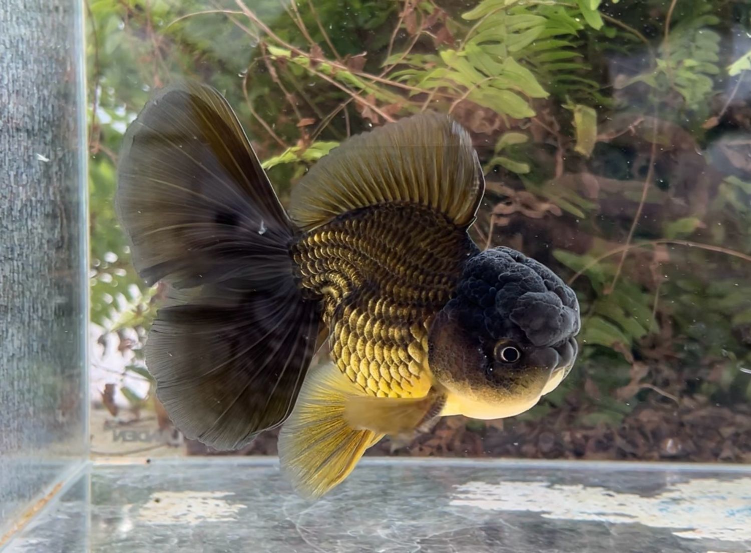 Black Rosetail Oranda (M, 5.5”) - Free Shipping