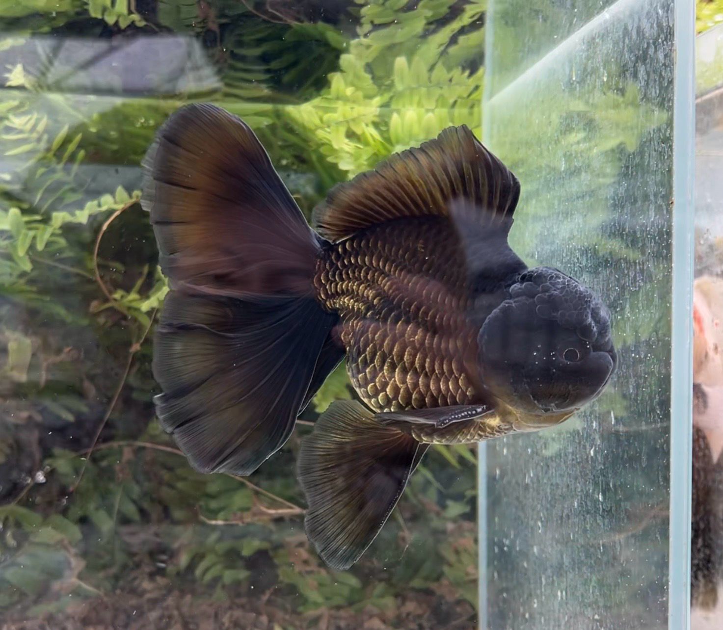 Black Rosetail Oranda (M, 6.5”) - Free Shipping