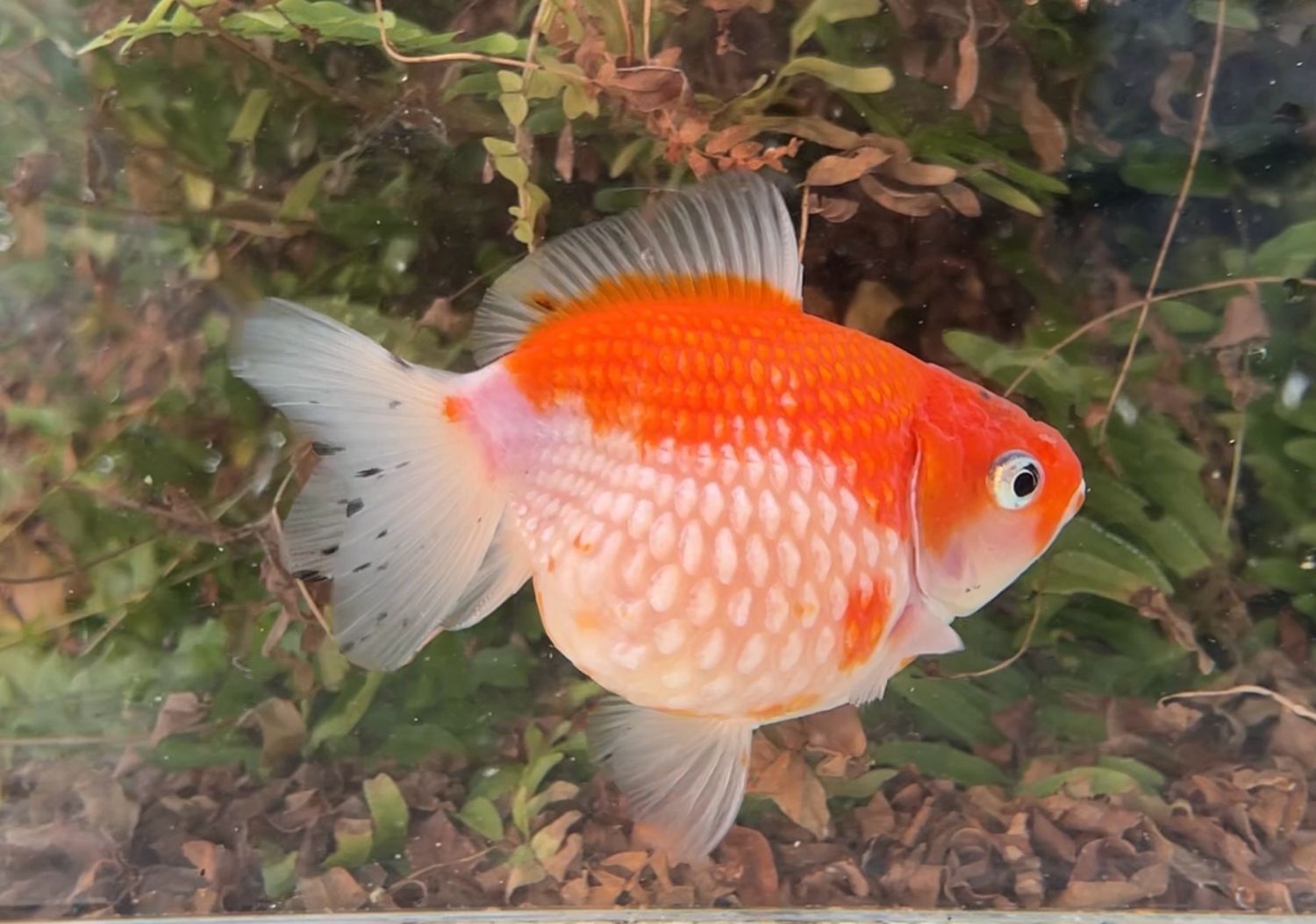 2 Pack Red And White Mousehead Pearlscales (M, F, 4.5”) - Free Shipping