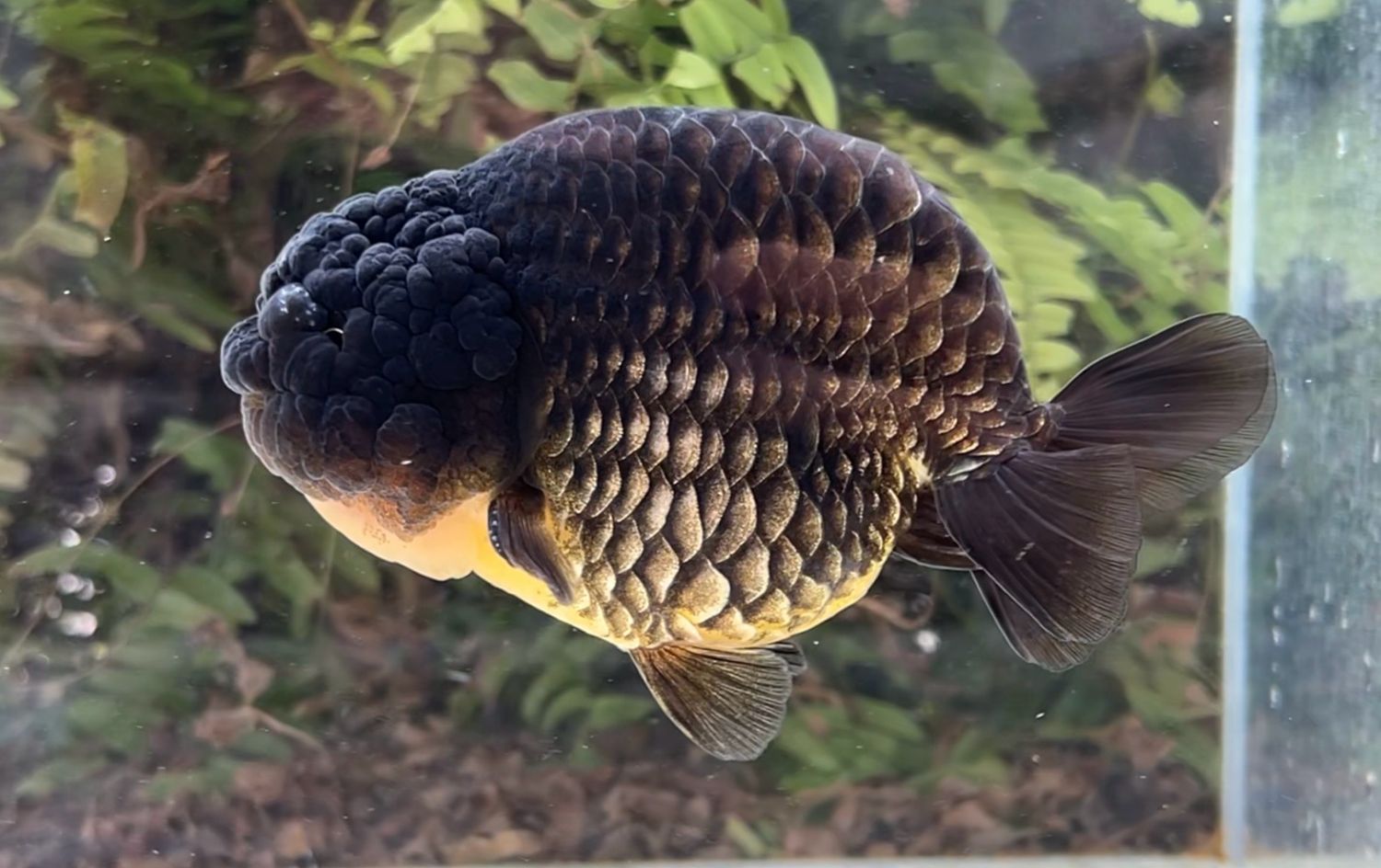 Black Dragon Scale Yuanbao Ranchu (M, 5”) - Free Shipping