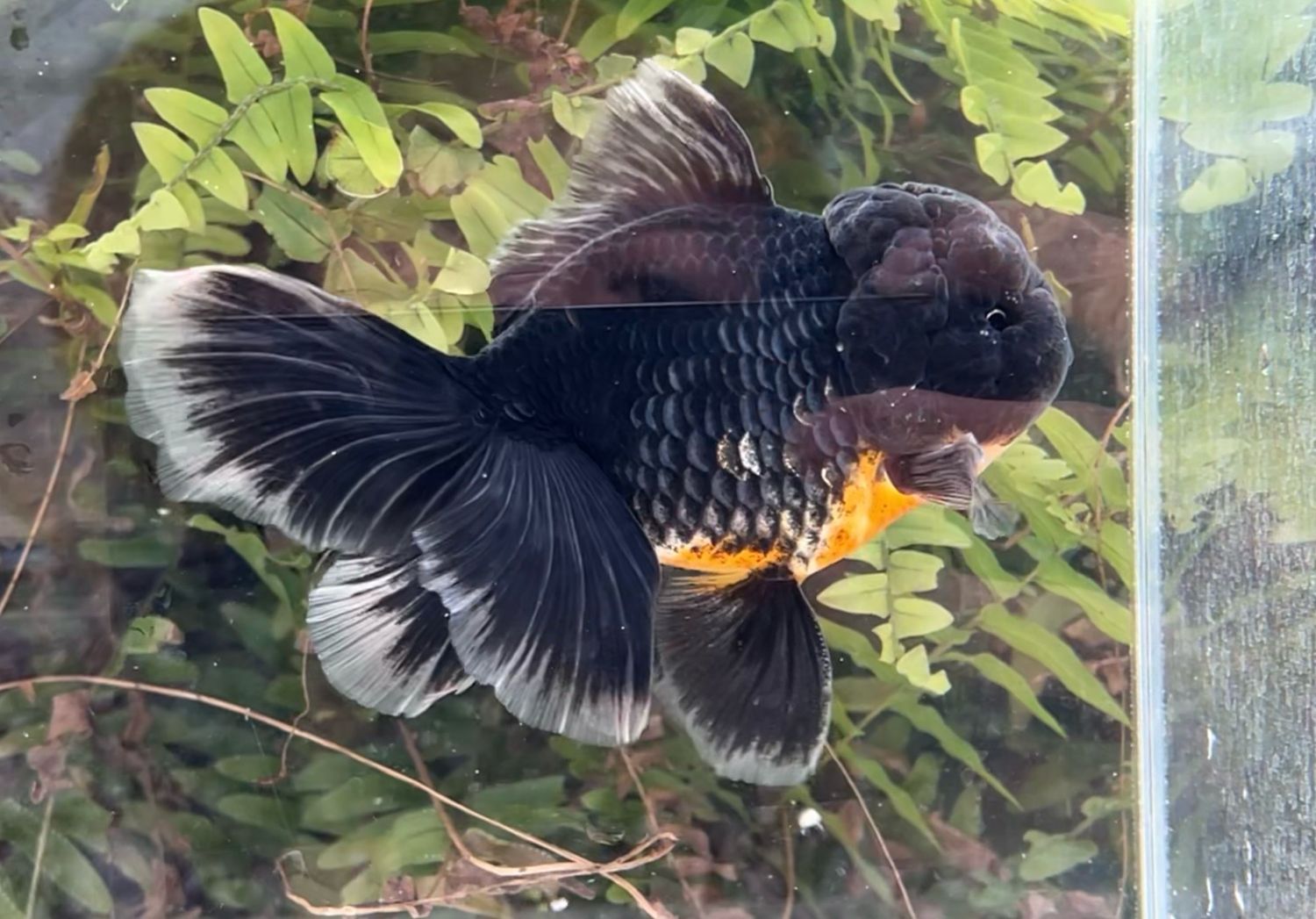 Black Kirin Rosetail Oranda (M, 5.5”) - Free Shipping