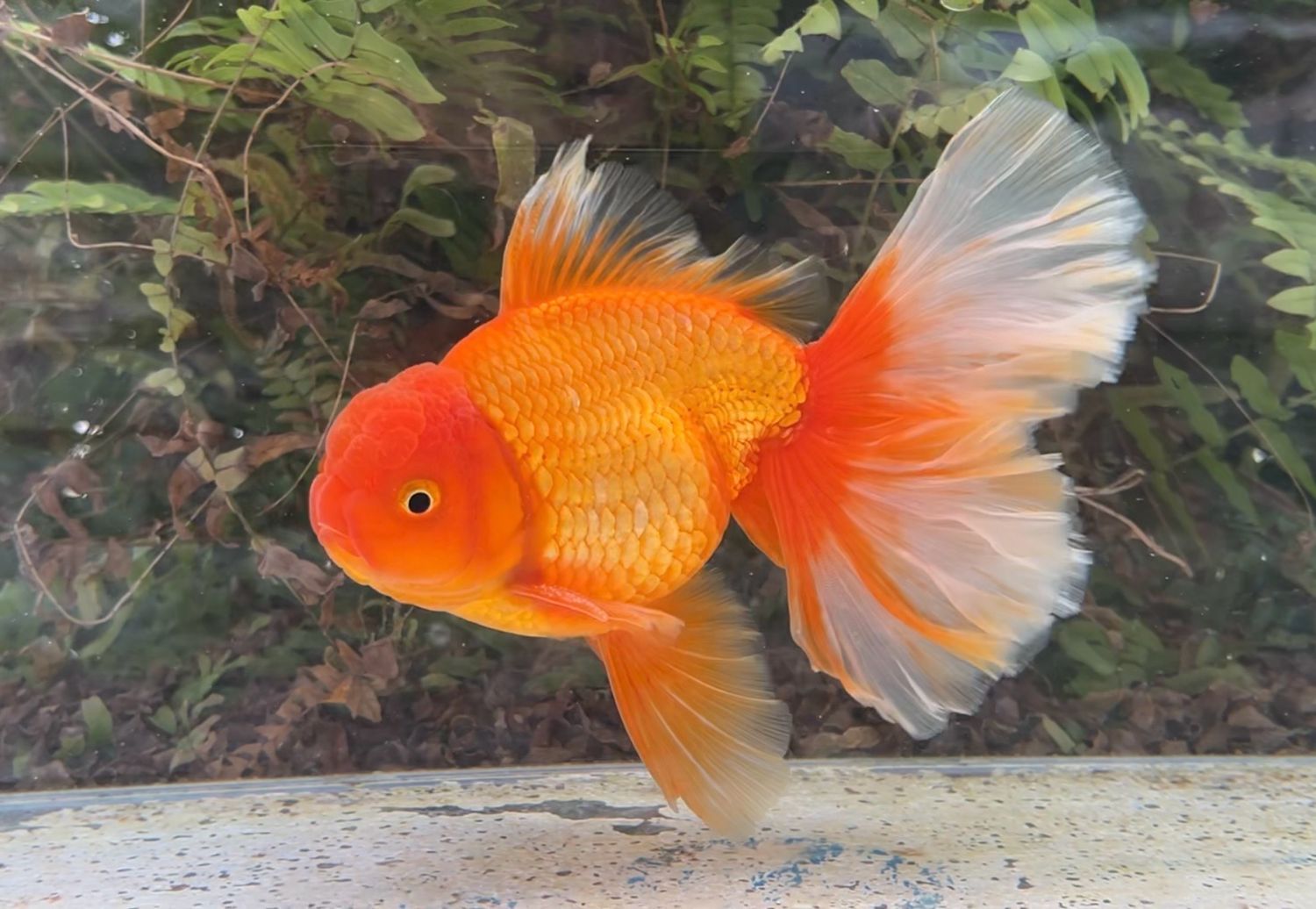 Red Peonytail Oranda (M, 7”) - Free Shipping