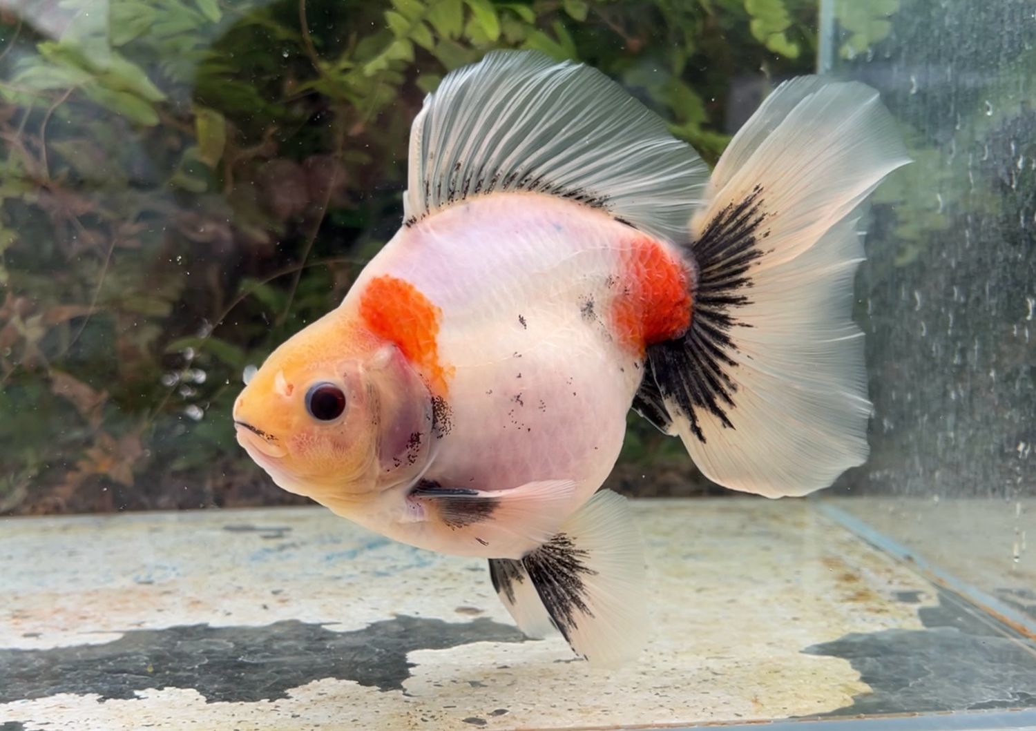 Tri-color Broadtail Ryukin (M, 7”) - Free Shipping