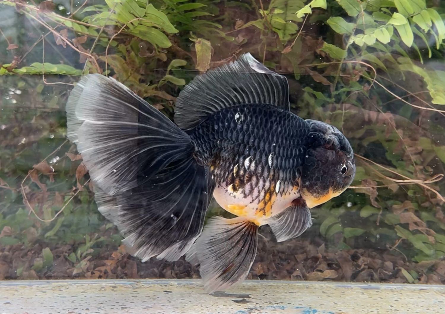 Black Kirin Rosetail Oranda (M, 6.75”) - Free Shipping