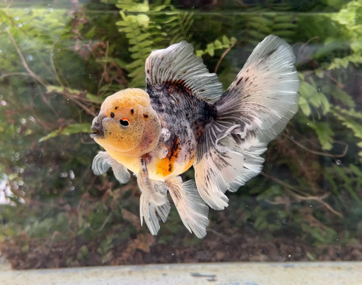 Calico Rosetail Oranda (M, 5”) - Free Shipping