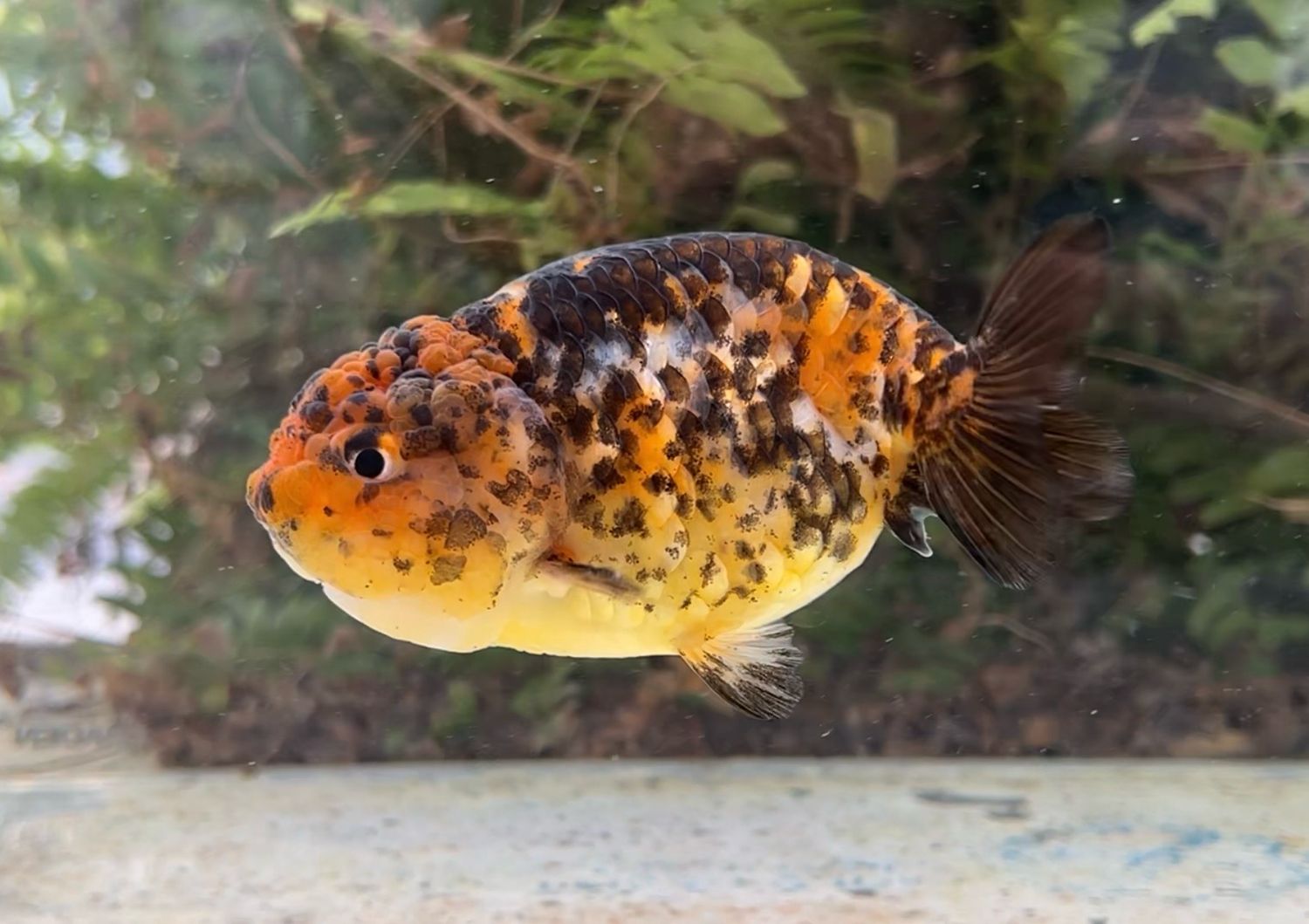 Calico Yuanbao Ranchu (F, 4.25”) - Free Shipping