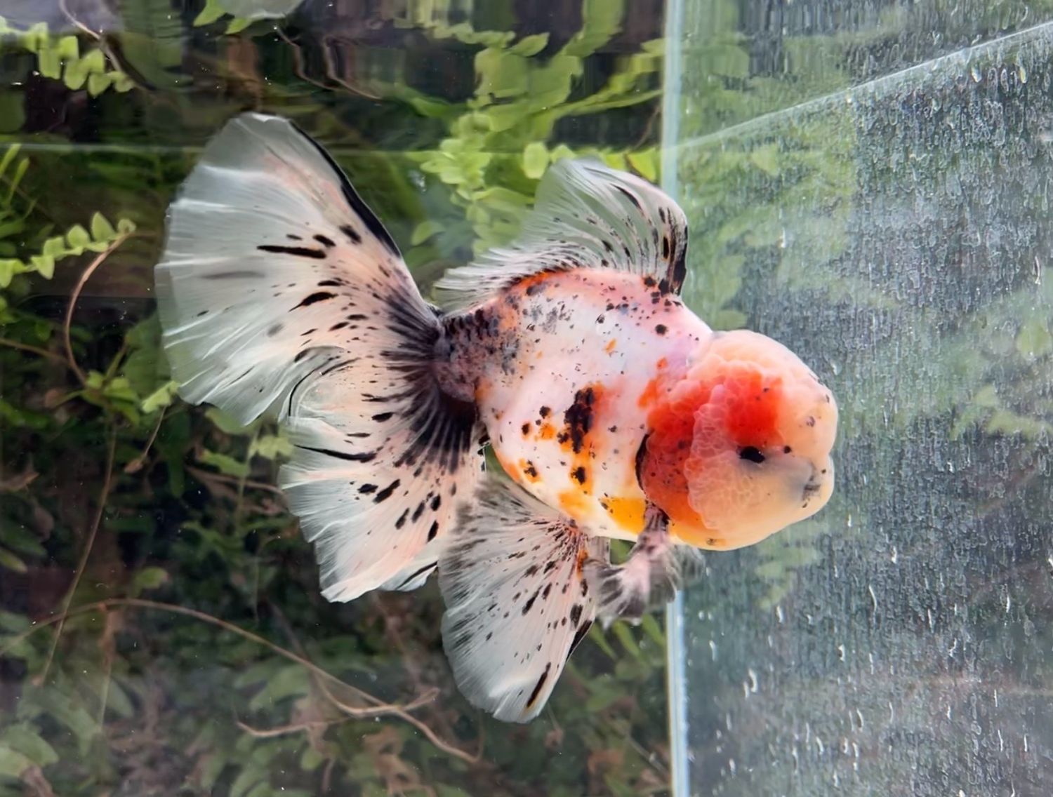 Calico Rosetail Oranda (M, 6.25”) - Free Shipping