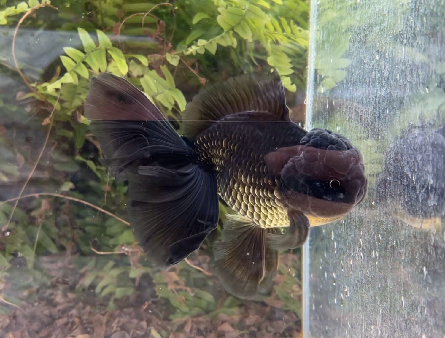Black Rosetail Oranda (M, 6.25”) - Free Shipping