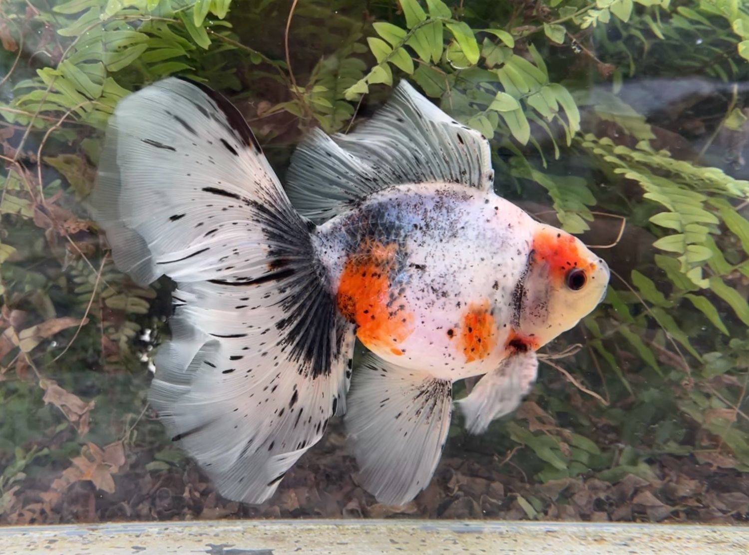 Calico Veiltail (M, 7.75”) - Free Shipping