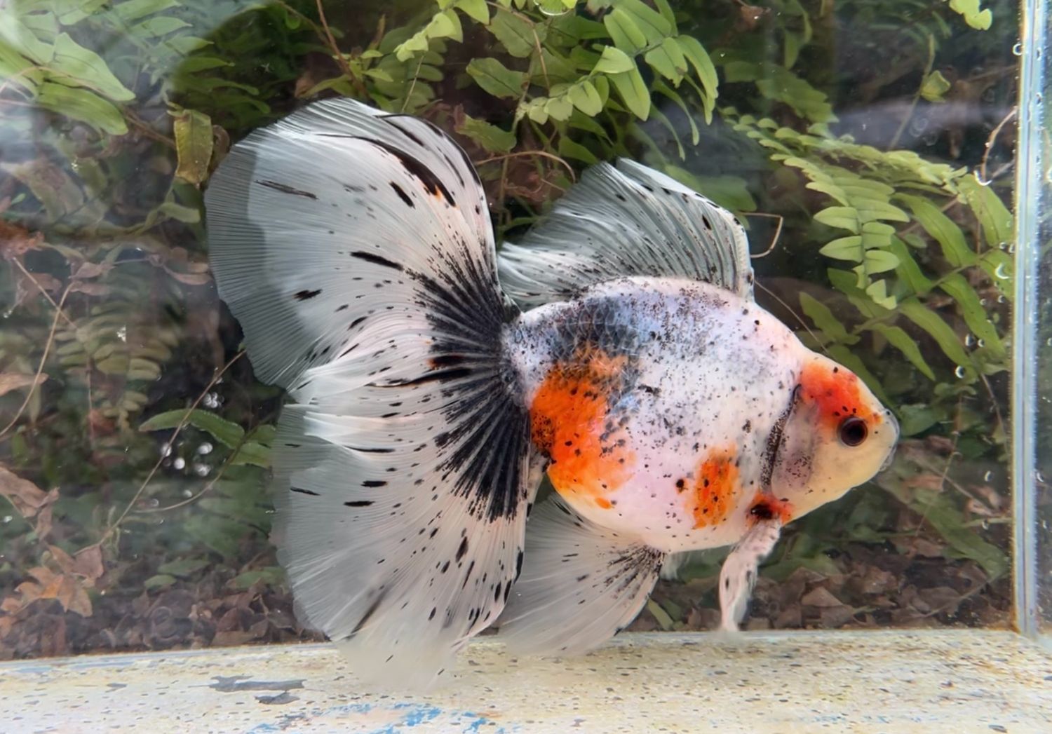 Calico Veiltail (M, 7.75”) - Free Shipping