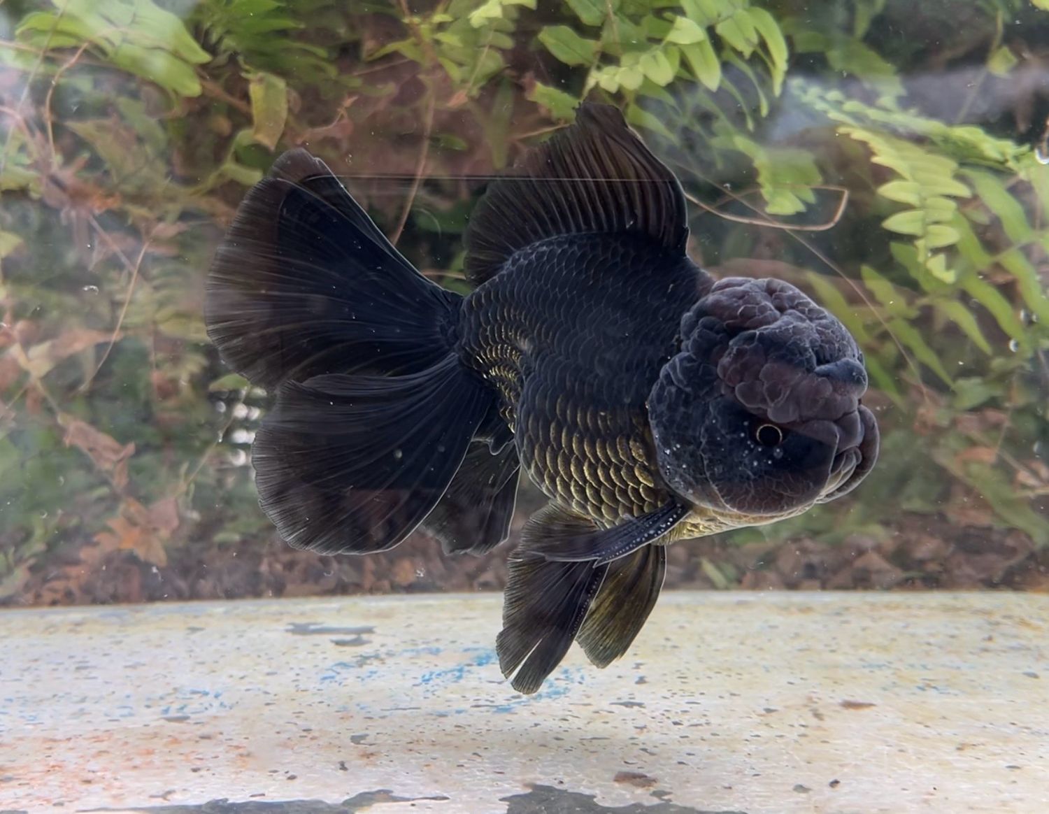 Black Rosetail Oranda (M, 6”) - Free Shipping