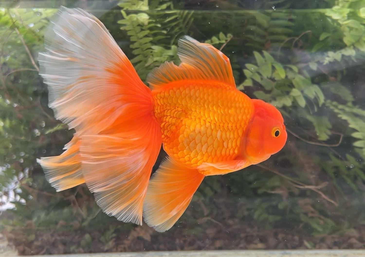 Red Peonytail Oranda (M, 7”) - Free Shipping