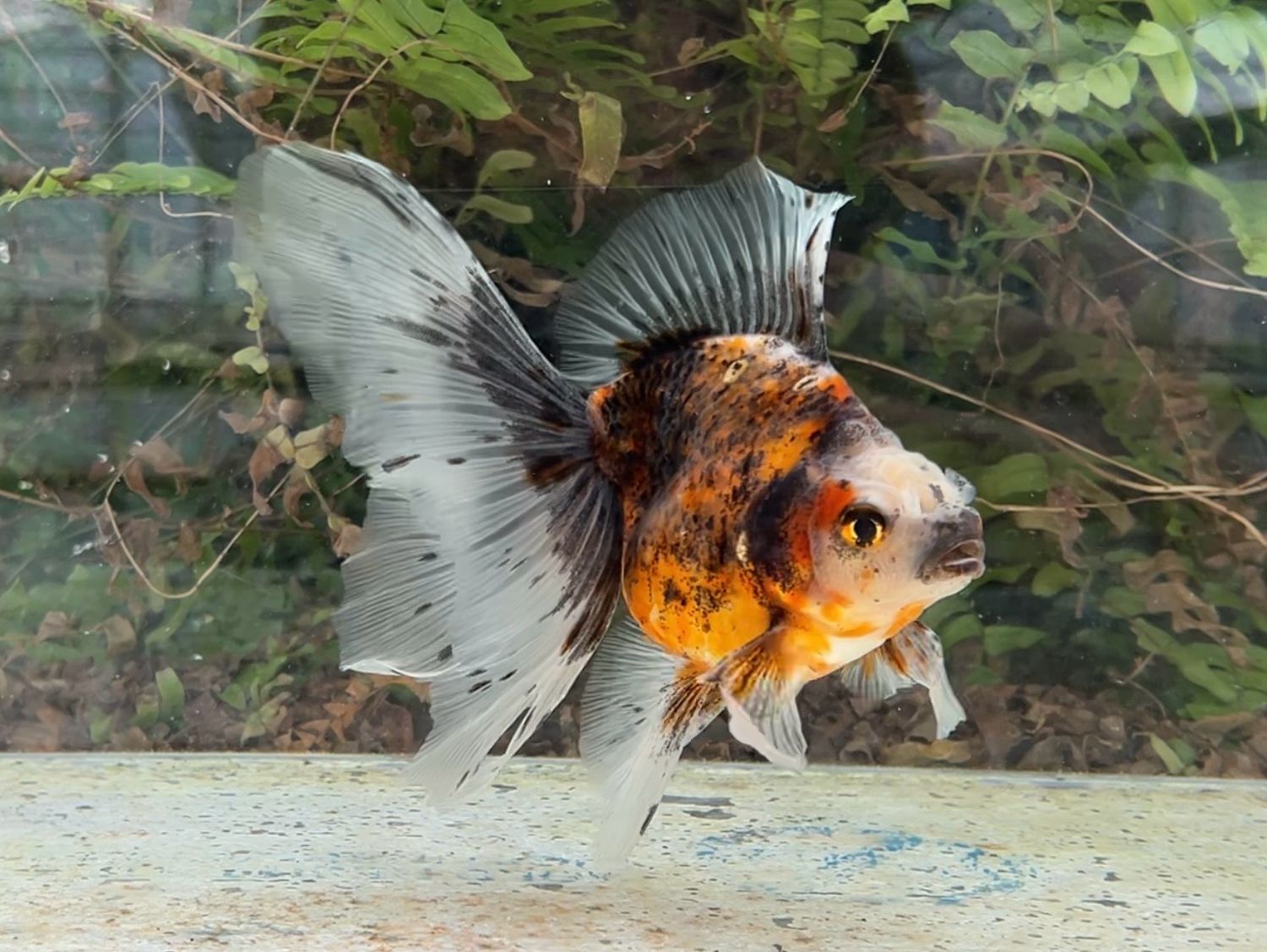 Calico Veiltail (F, 6.5”) - Free Shipping