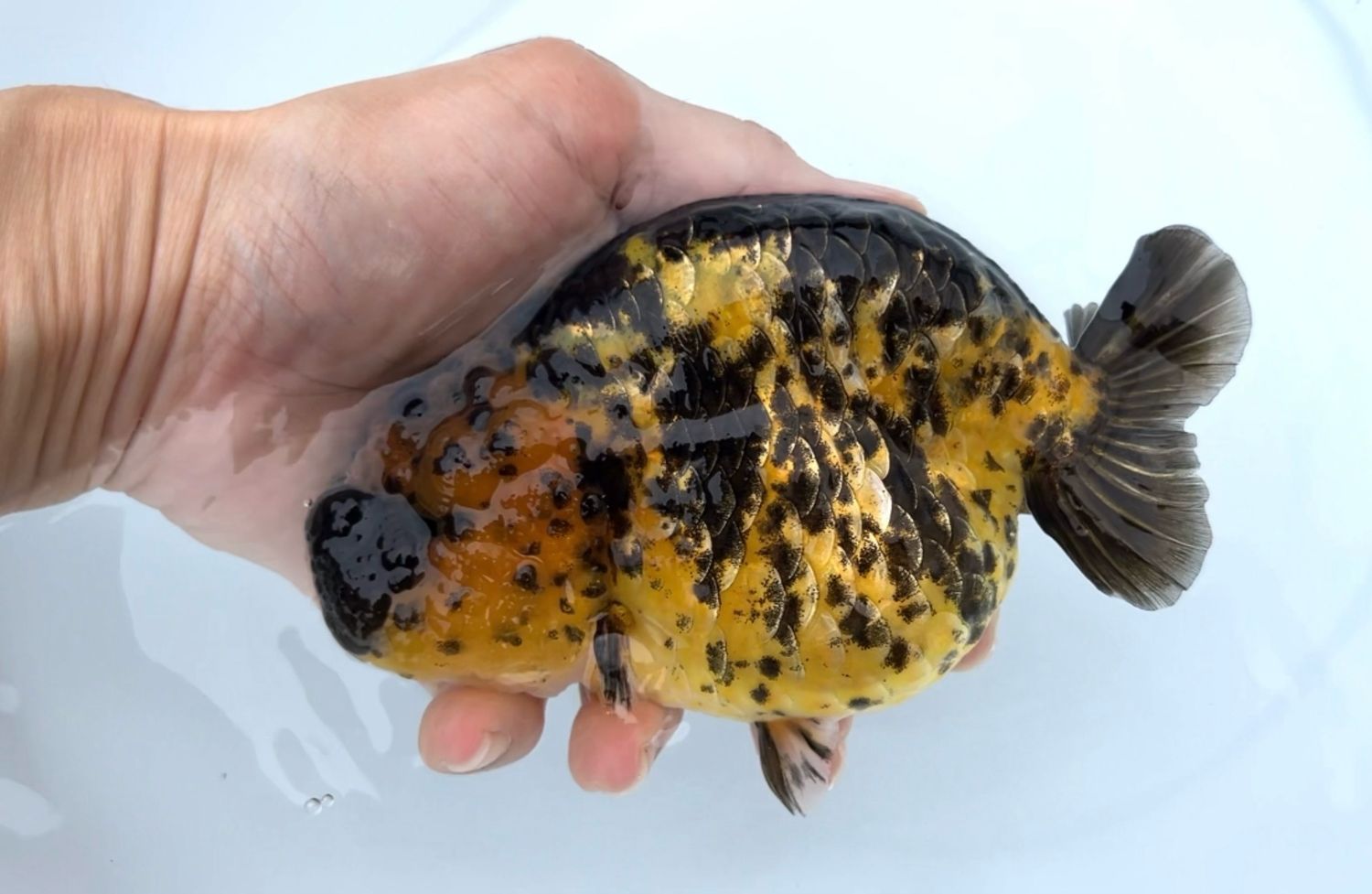Tiger Yuanbao Ranchu (M, 5”) - Free Shipping