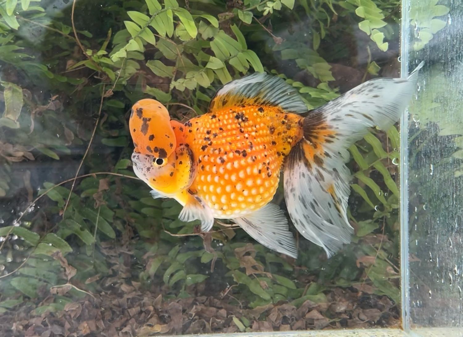 Leopard Spots Crown Pearlscale (M, 6.5”) - Free Shipping