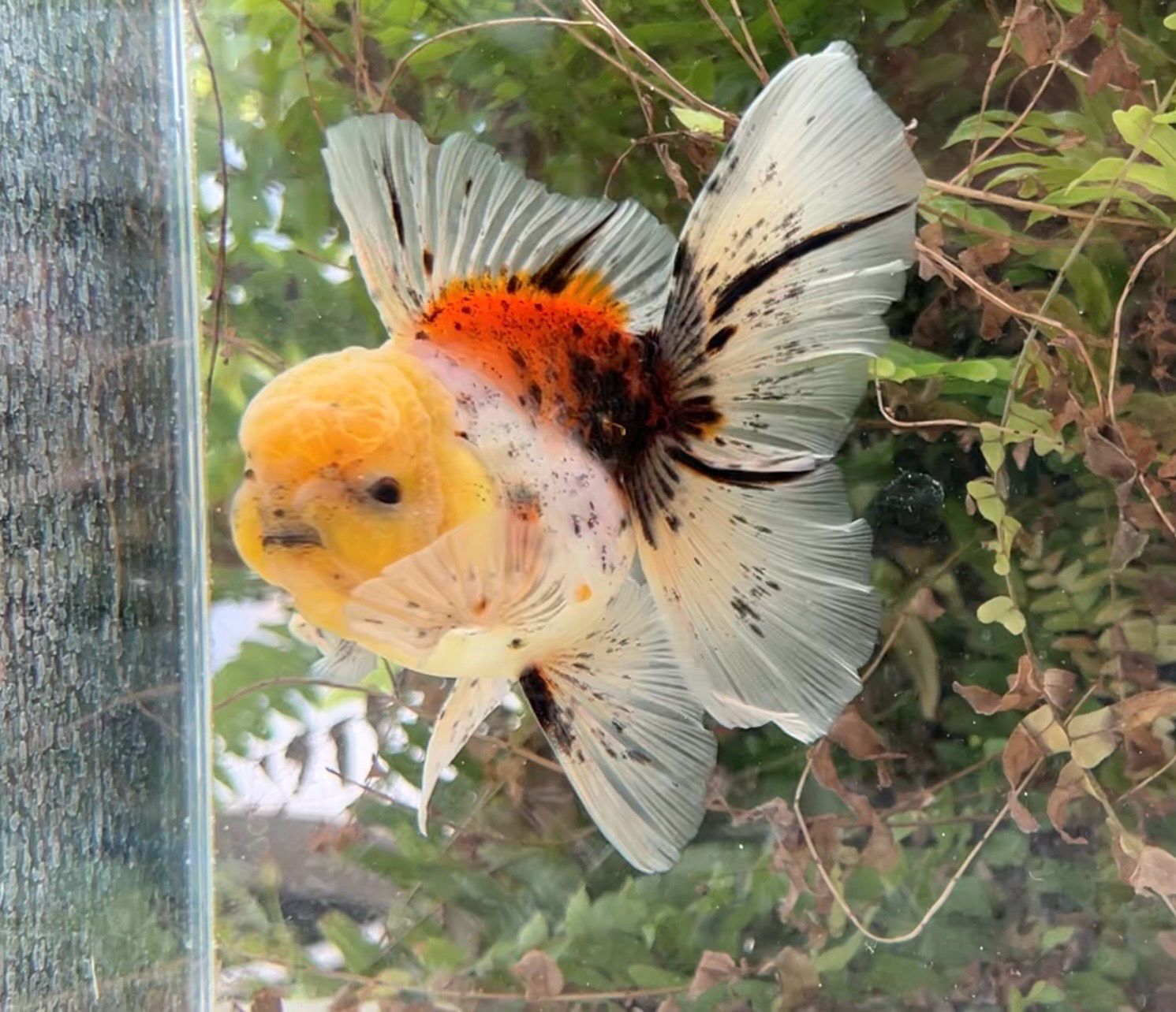 Lemon Head Calico Rosetail Oranda (M, 5”) - Free Shipping
