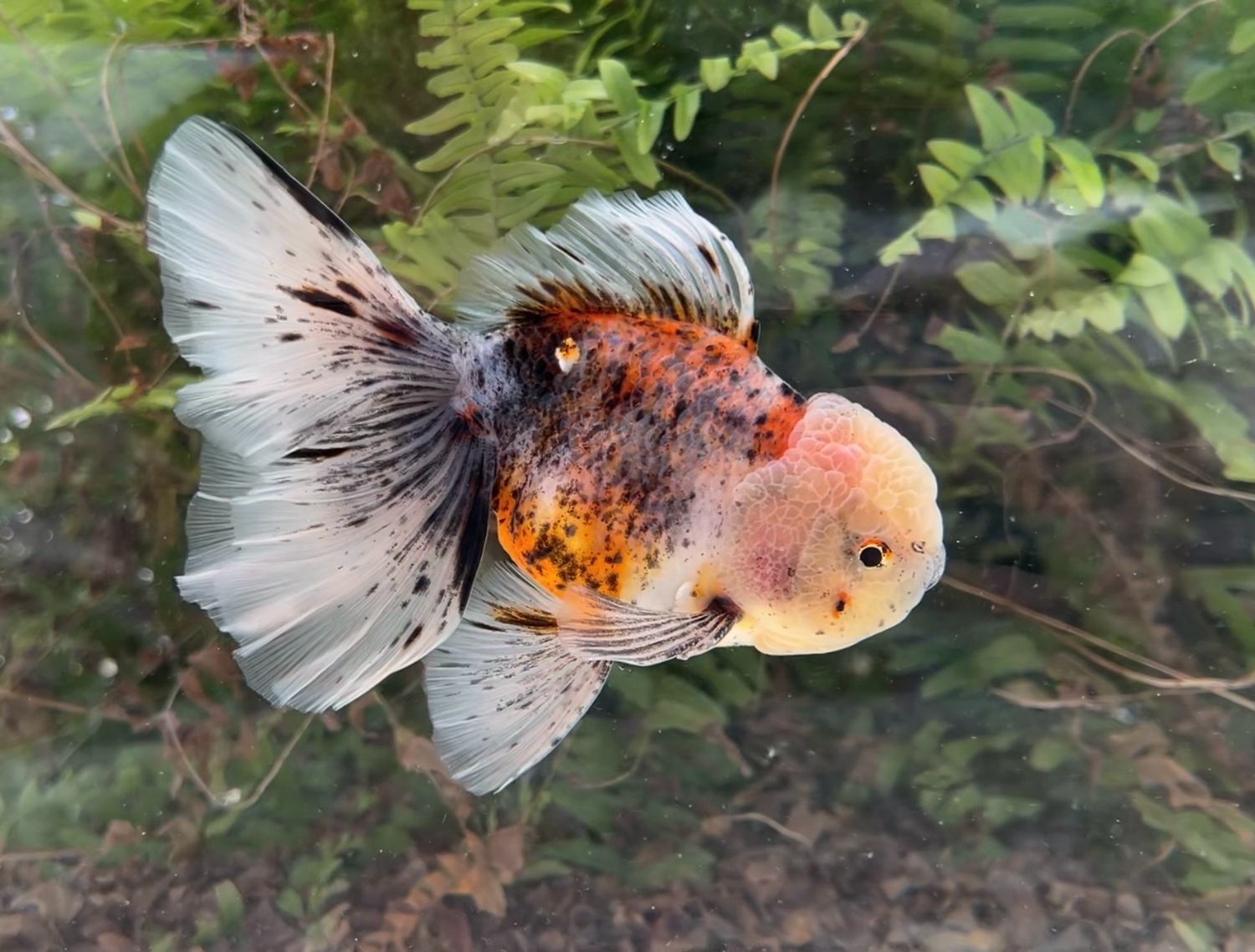 Calico Rosetail Oranda (M, 5.75”) - Free Shipping