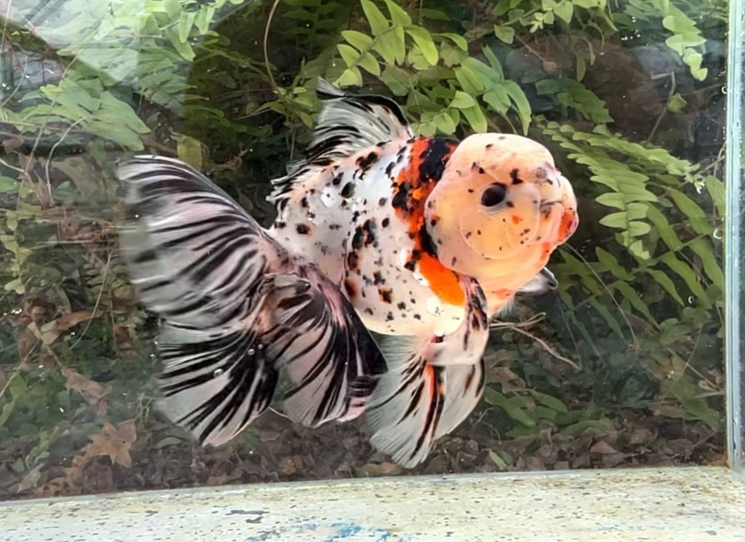 Calico Lotus Leaf Tail Oranda (M, 6.75”) - Free Shipping