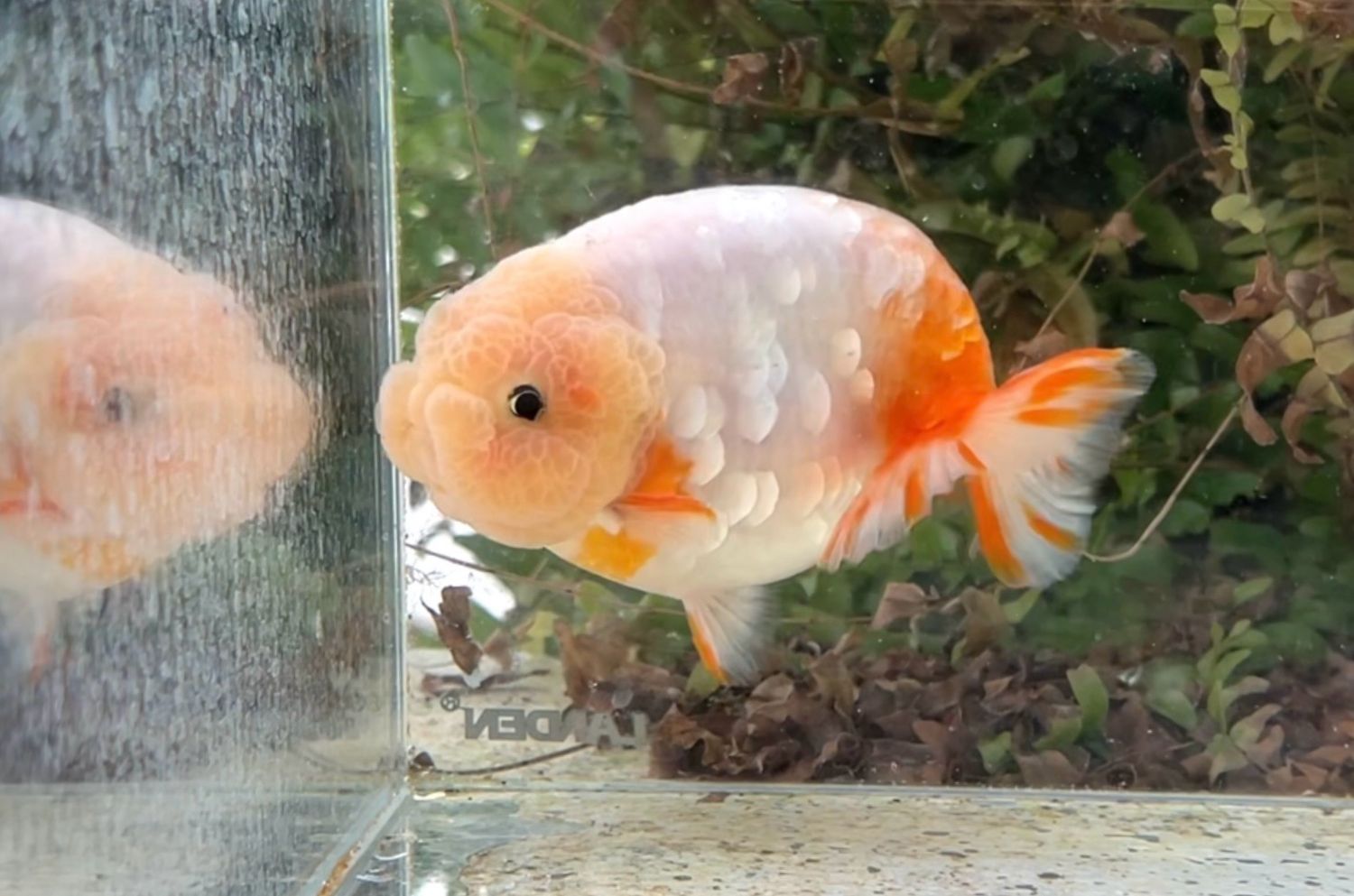 Silver Coin Orange Creamsicle Yuanbao Ranchu (M, 5”) - Free Shipping