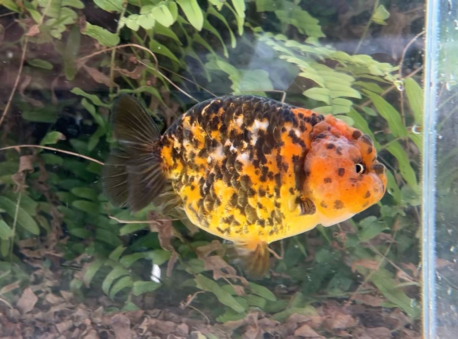 Calico Yuanbao Ranchu (M, 4.5”) - Free Shipping