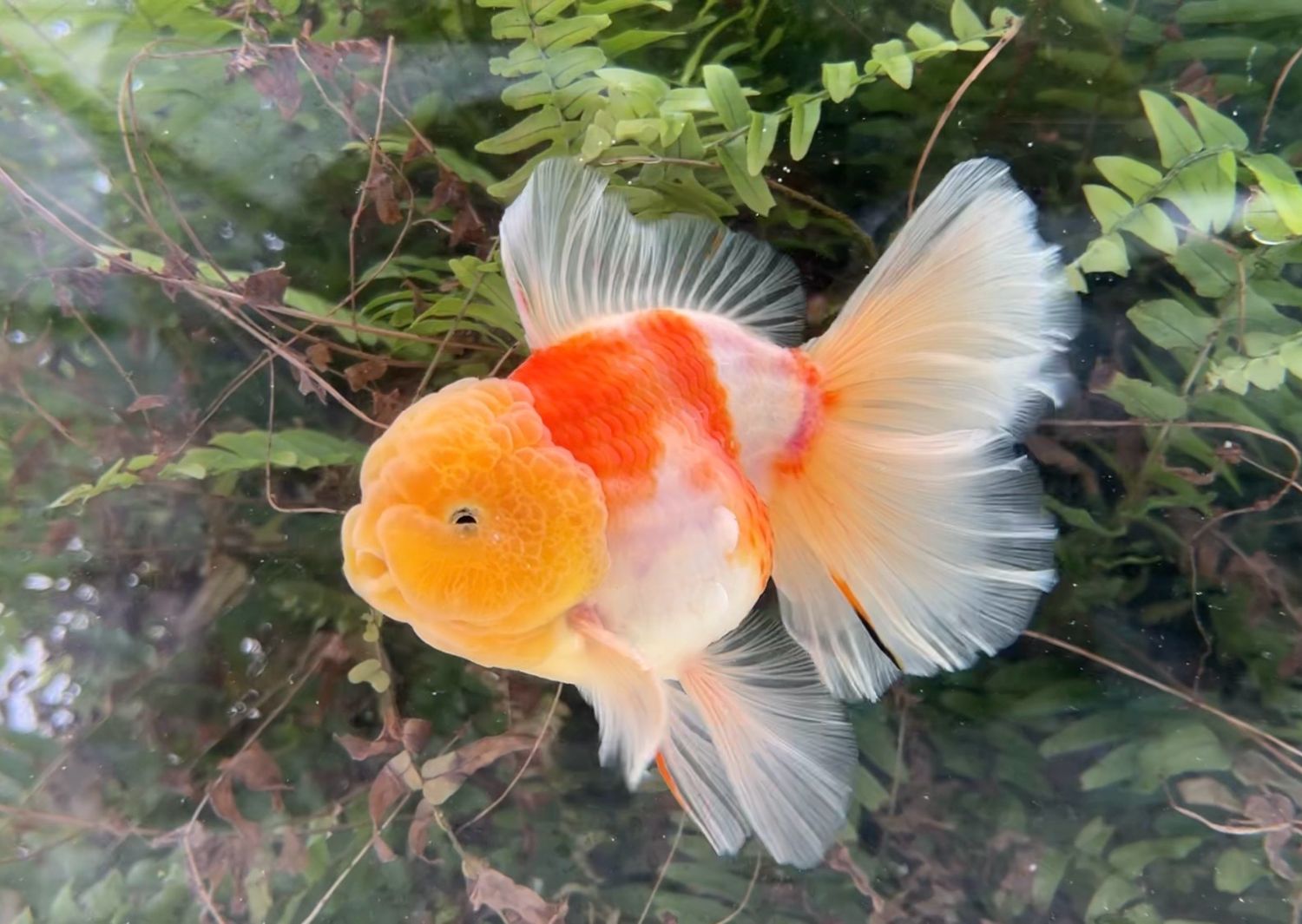 Lemon Head Sakura Rosetail Oranda (M, 6”) - Free Shipping