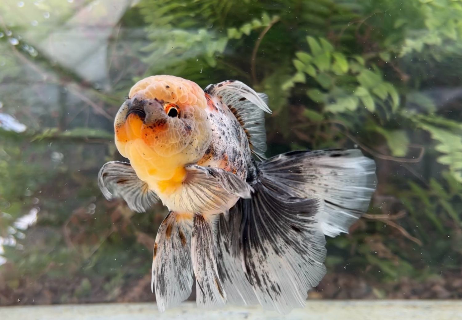 Calico Rosetail Oranda (M, 5.5”) - Free Shipping
