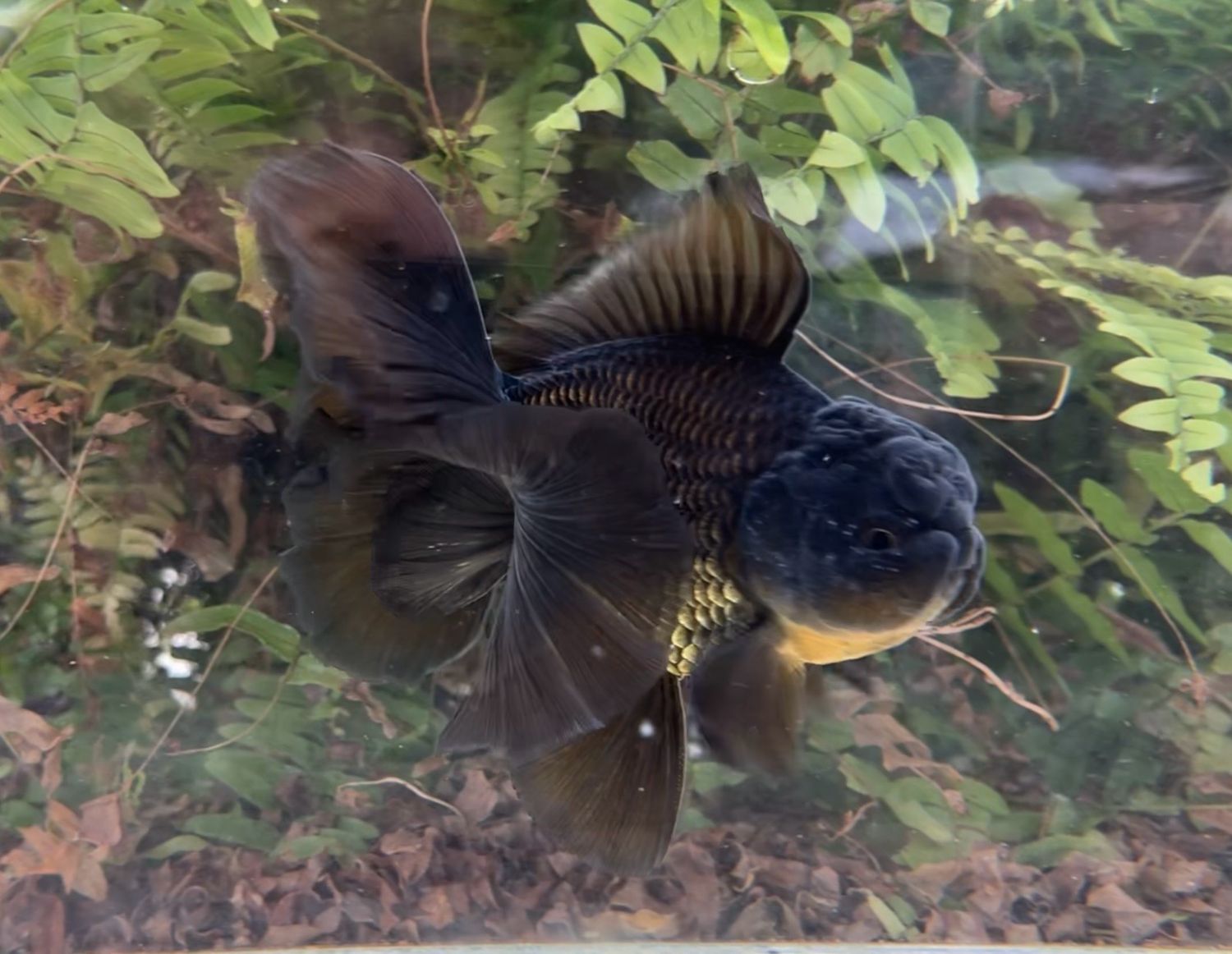 Black Rosetail Oranda (M, 5.75”) - Free Shipping