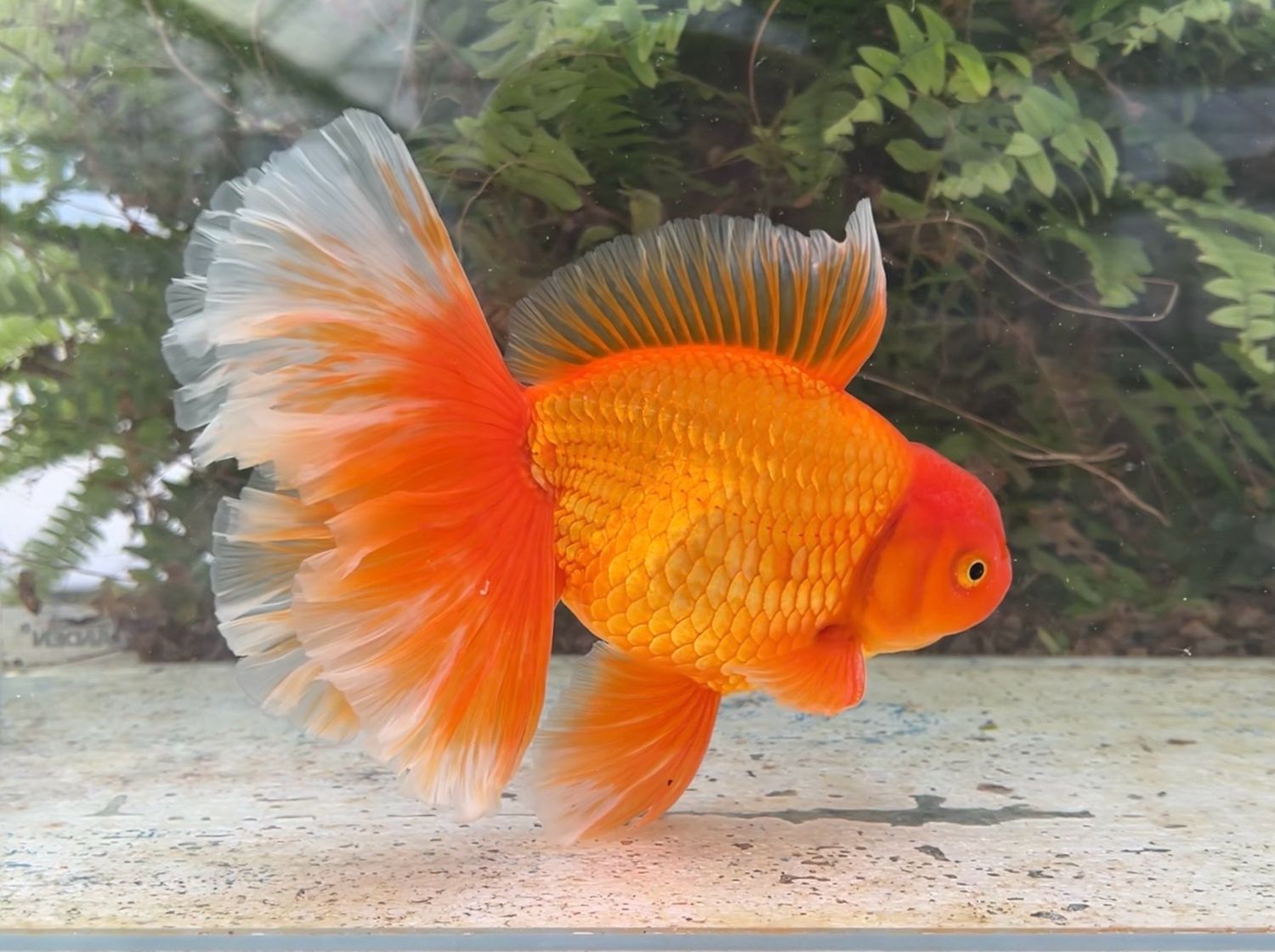 Red Peonytail Oranda (M, 7.75”) - Free Shipping