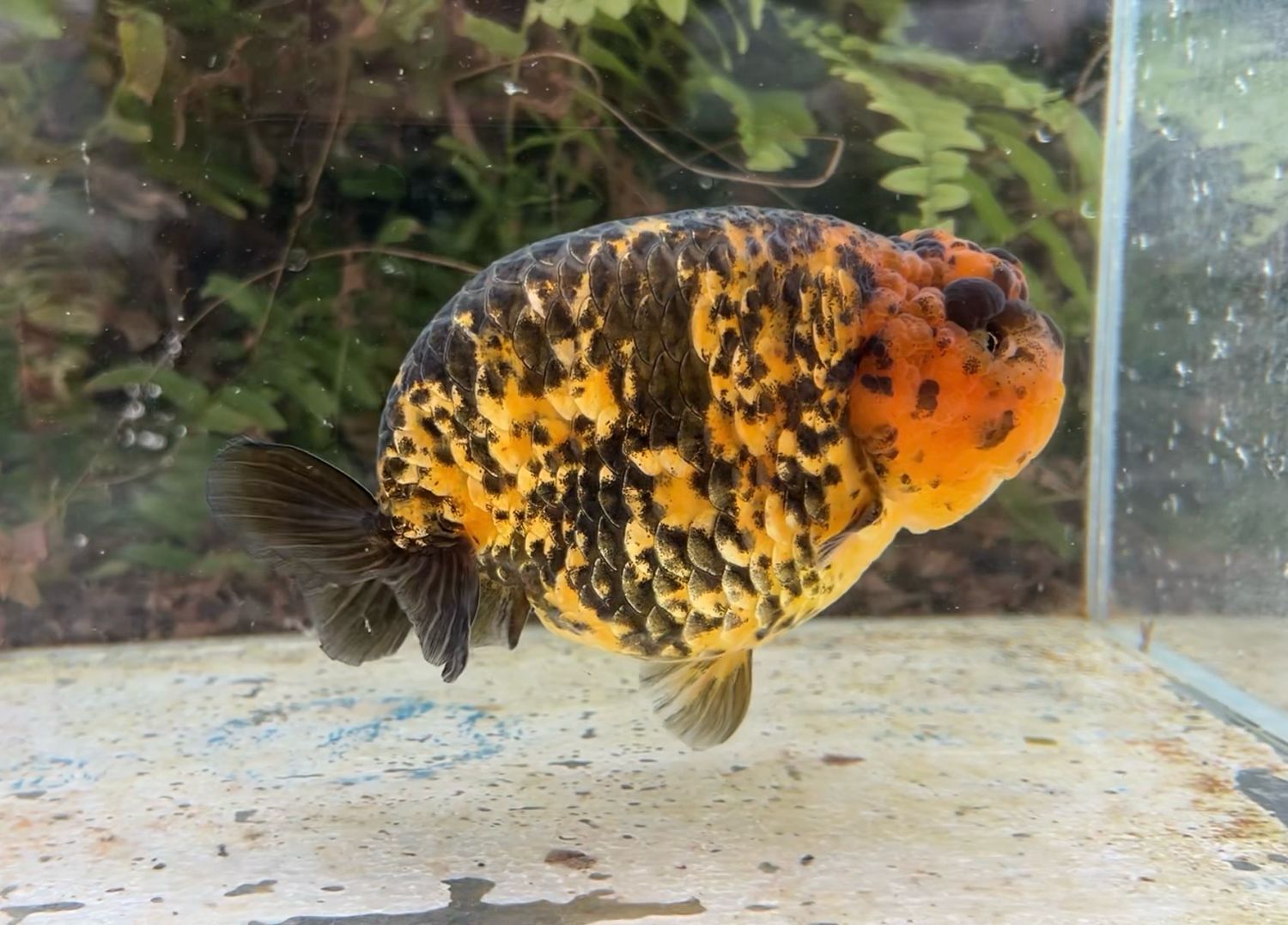 Tiger Yuanbao Ranchu (M, 5”) - Free Shipping