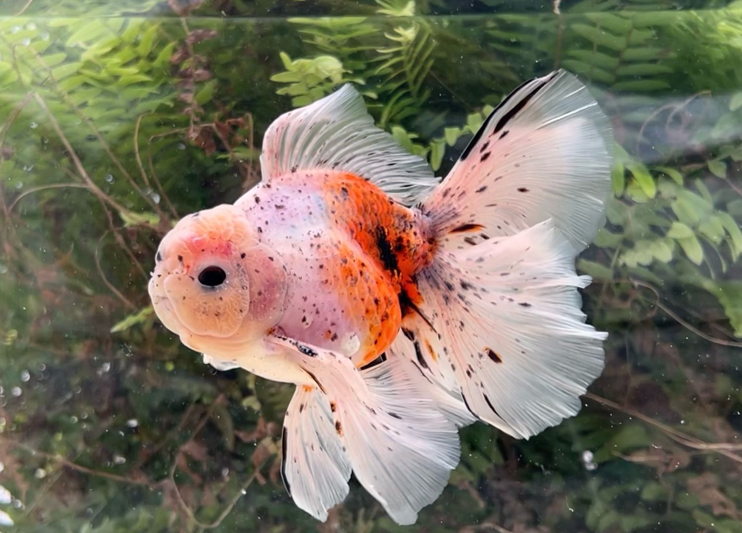 Calico Rosetail Oranda (M, 6”) - Free Shipping