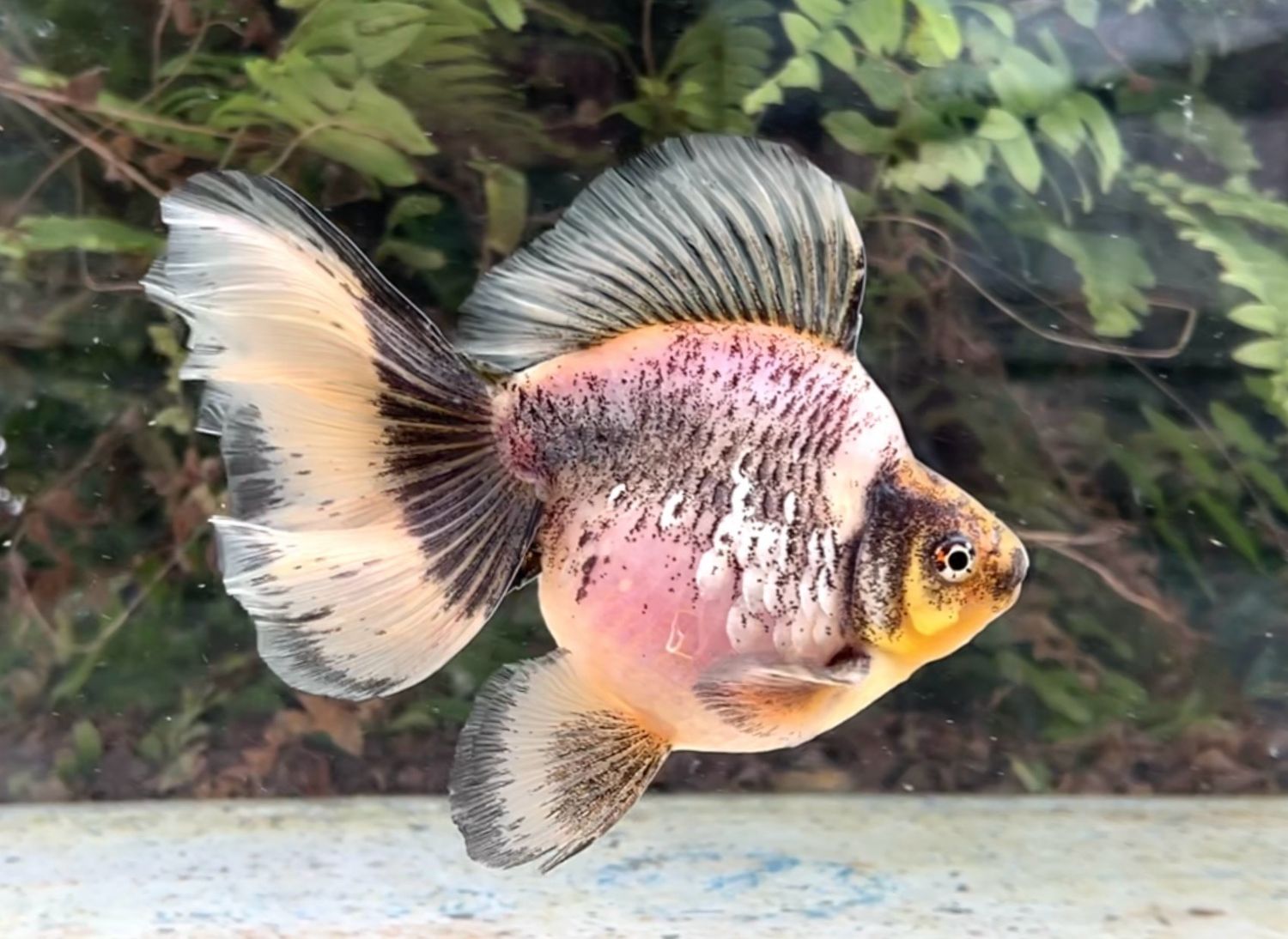 Silver Coin Water Colors Broadtail Ryukin (M, 5.75”) - Free Shipping
