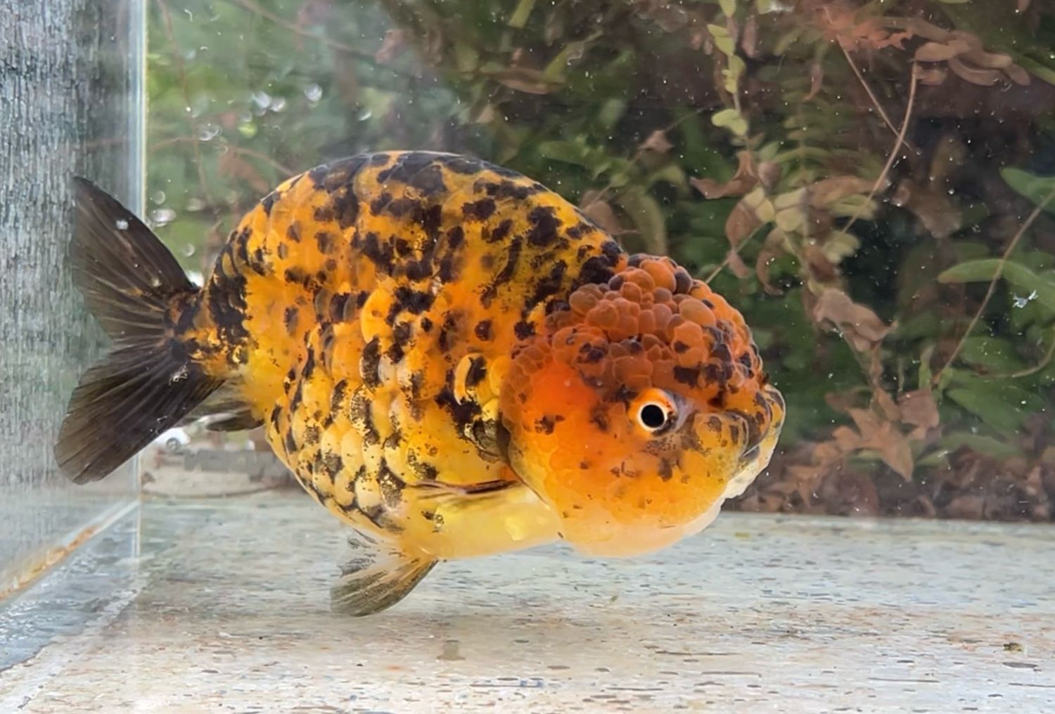 Tiger Yuanbao Ranchu (F, 5”) - Free Shipping