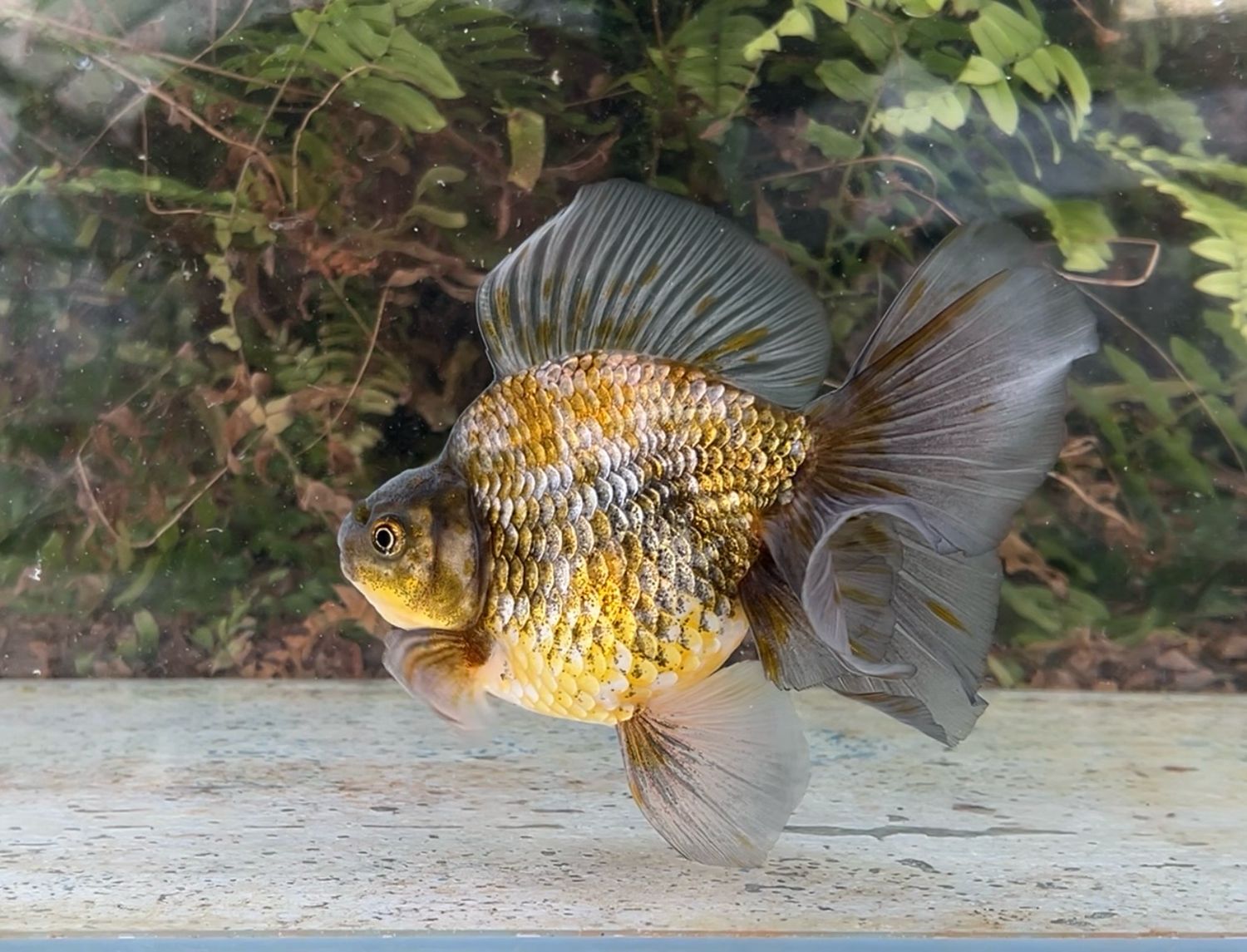 Blue And Green Broadtail Ryukin (M, 5.5”) - Free Shipping