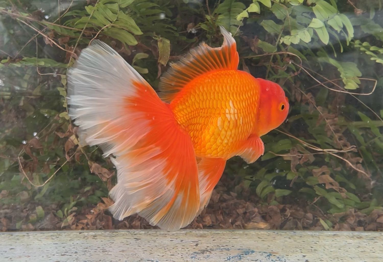 Red Peonytail Oranda (M, 7”) - Free Shipping