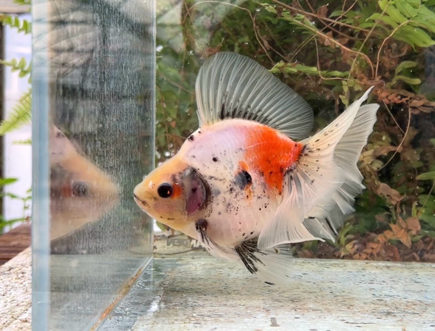 Tri-color Broadtail Ryukin (F, 6”) - Free Shipping