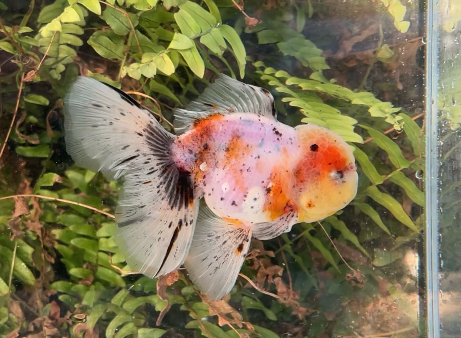 Calico Rosetail Oranda (M, 5”) - Free Shipping