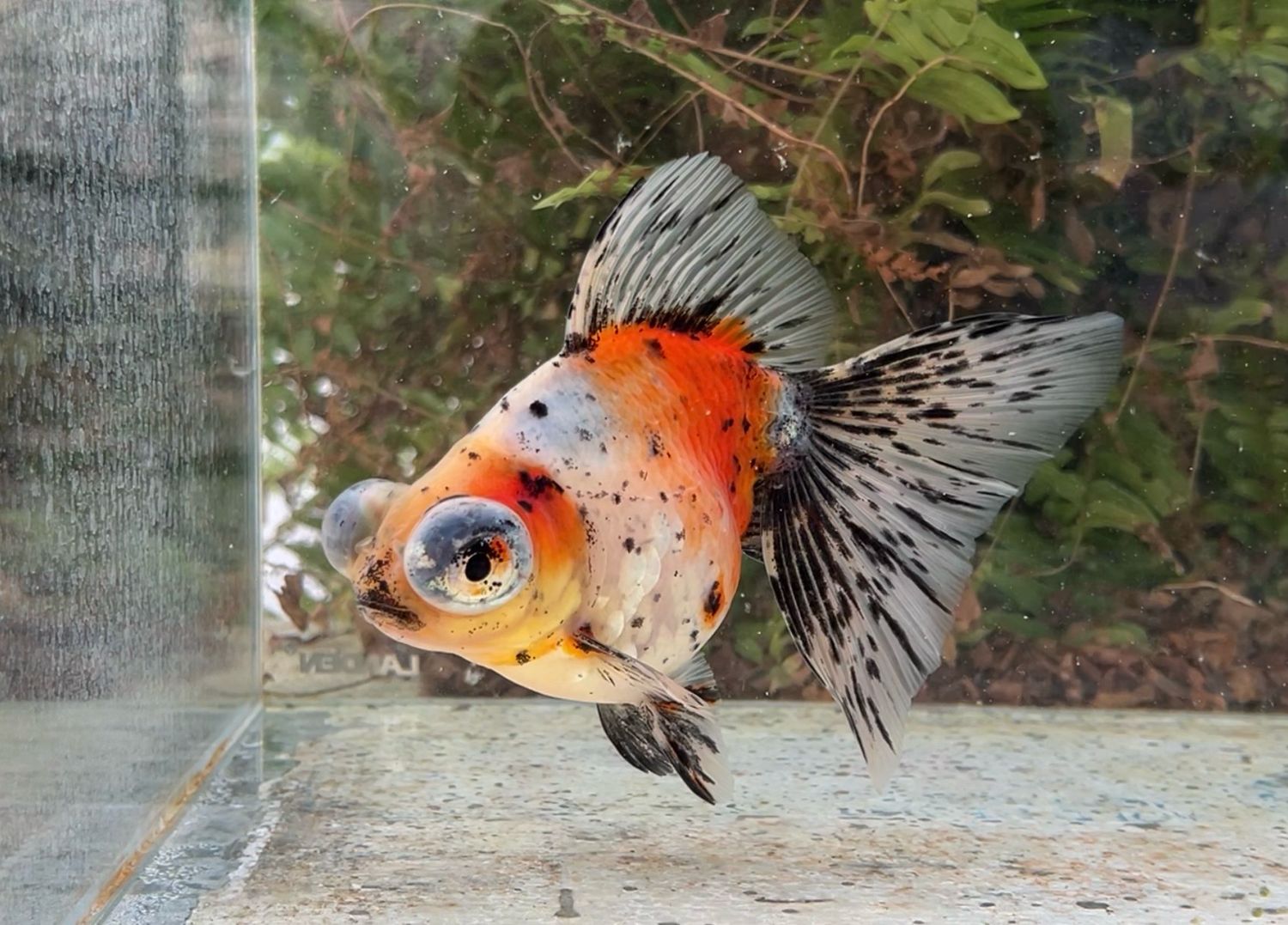 Calico Deep Body Telescope Butterfly (F, 6”) - Free Shipping