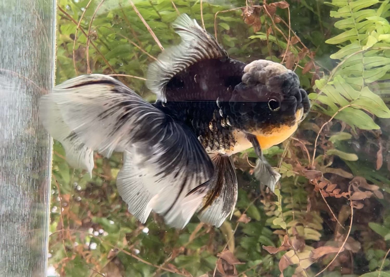 Black Kirin Rosetail Oranda (M, 5.75”) - Free Shipping