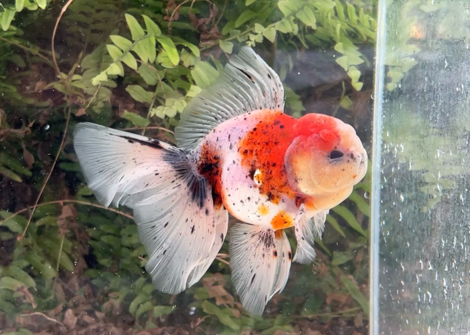 Calico Rosetail Oranda (M, 5.5”) - Free Shipping