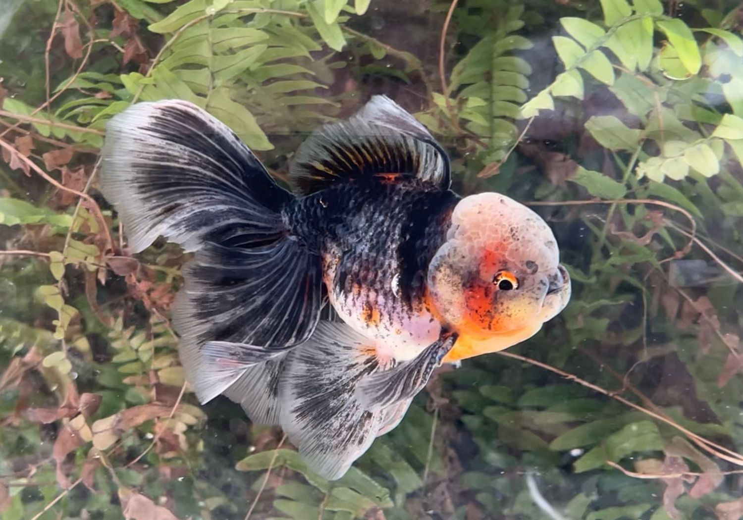 Kirin Rosetail Oranda (M, 5”) - Free Shipping