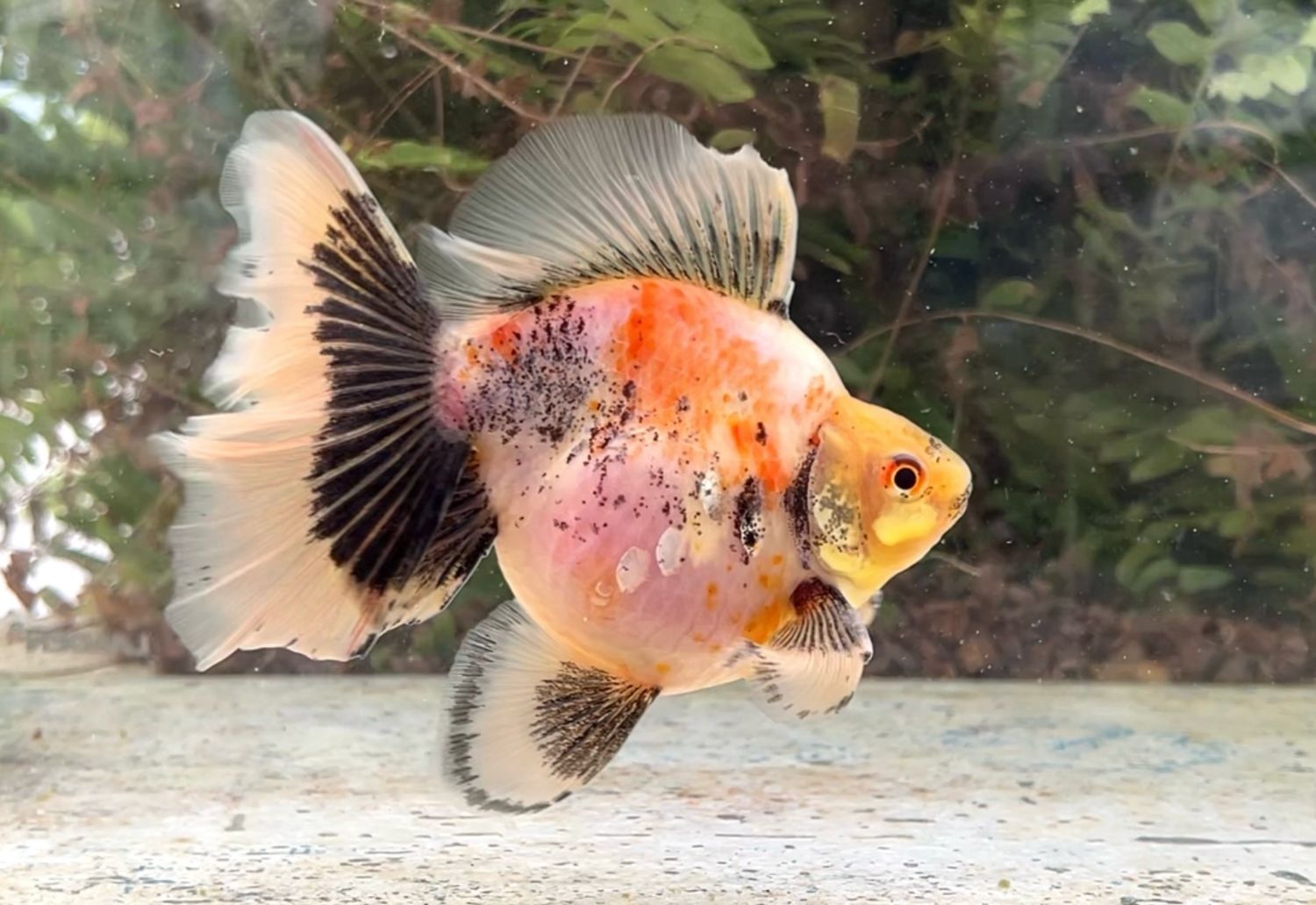 Tri-color Broadtail Ryukin (M, 5.75”) - Free Shipping