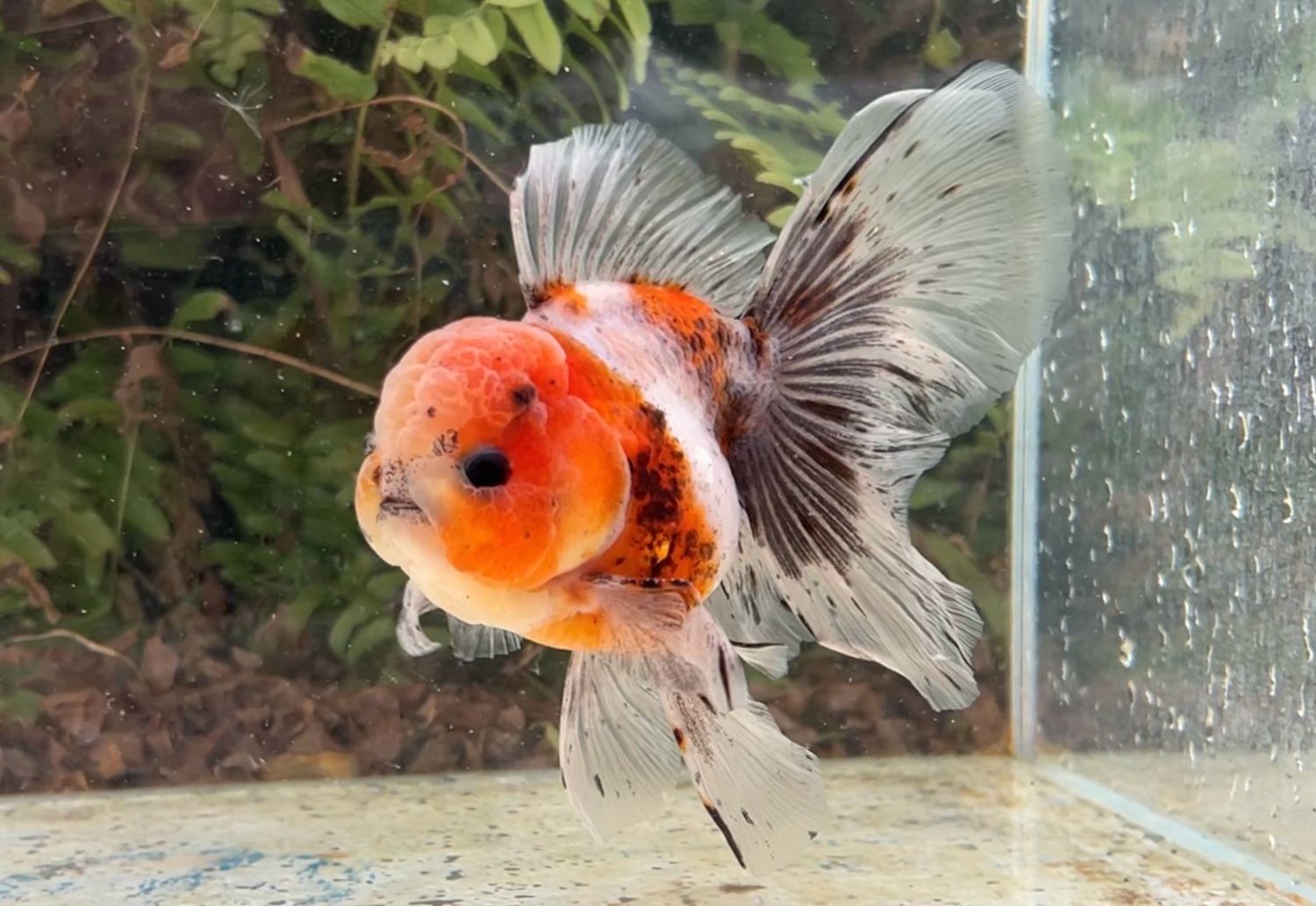 Calico Rosetail Oranda (M, 5”) - Free Shipping