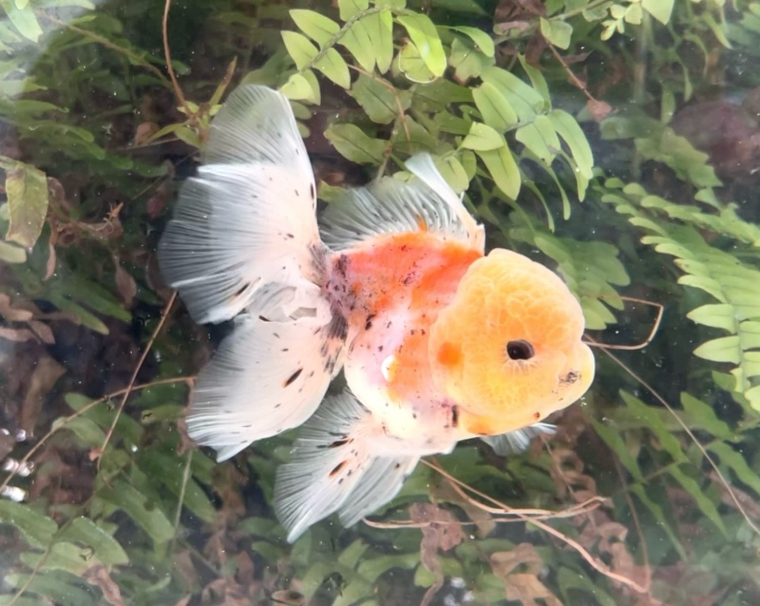 Lemon Head Tri-color Rosetail Oranda (M, 4.75”) - Free Shipping