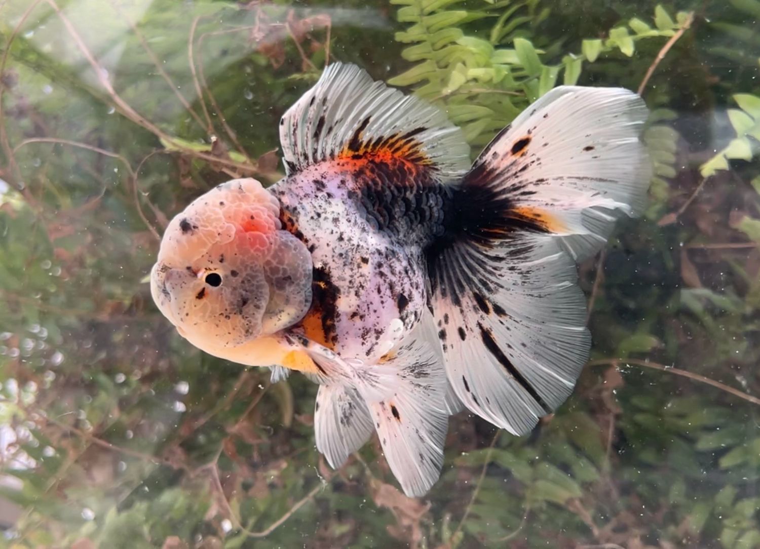 Calico Rosetail Oranda (M, 5.25”) - Free Shipping