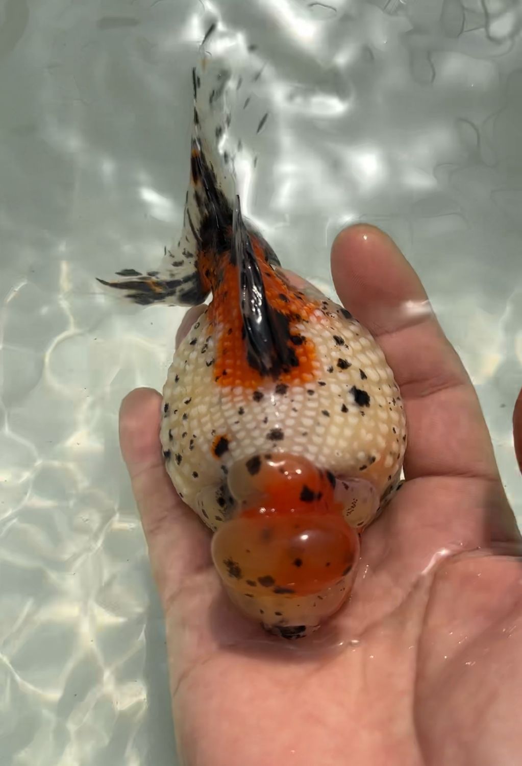 Calico Crown Pearlscale (F, 6”) - Free Shipping