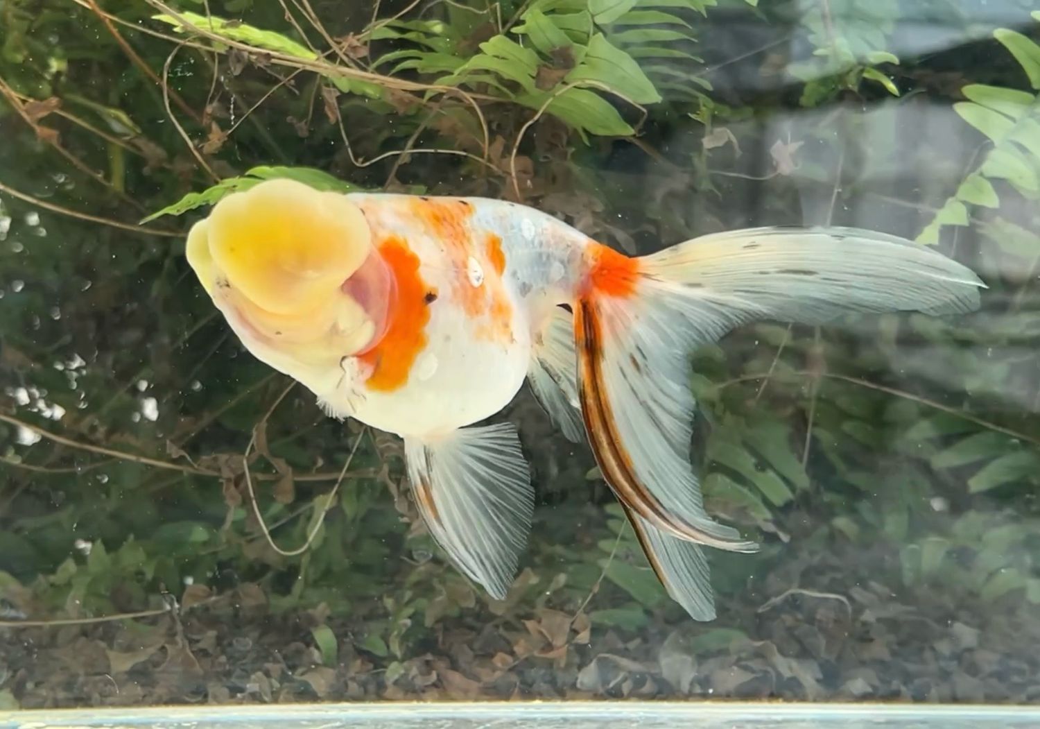 Calico Bubbleeye (F, 6”) - Free Shipping
