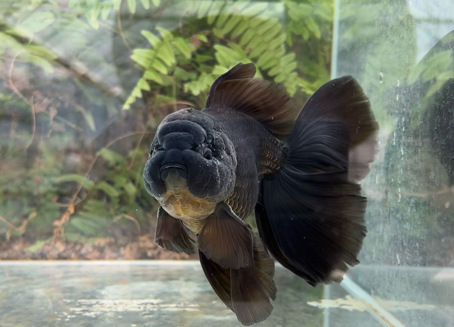 Black Rosetail Oranda (M, 6.5”) - Free Shipping