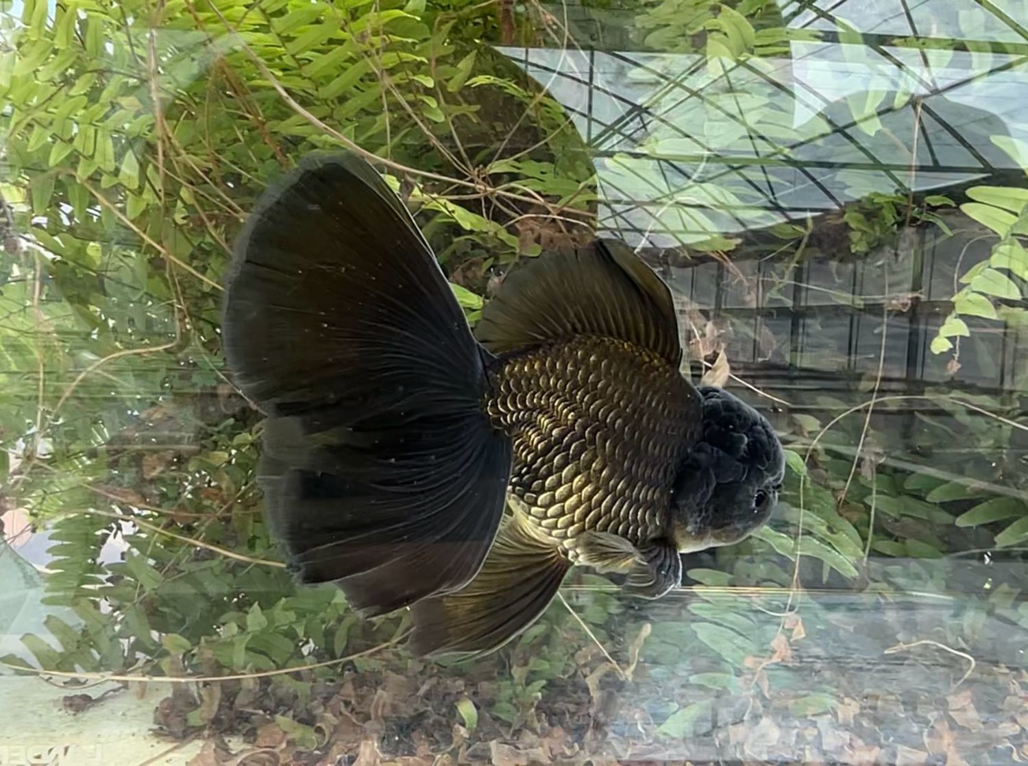 Black Rosetail Oranda (M, 6.5”) - Free Shipping
