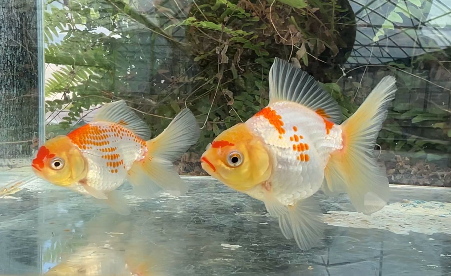 2 Pack Red And White Peonytail Orandas (M,F, 4”) - Free Shipping