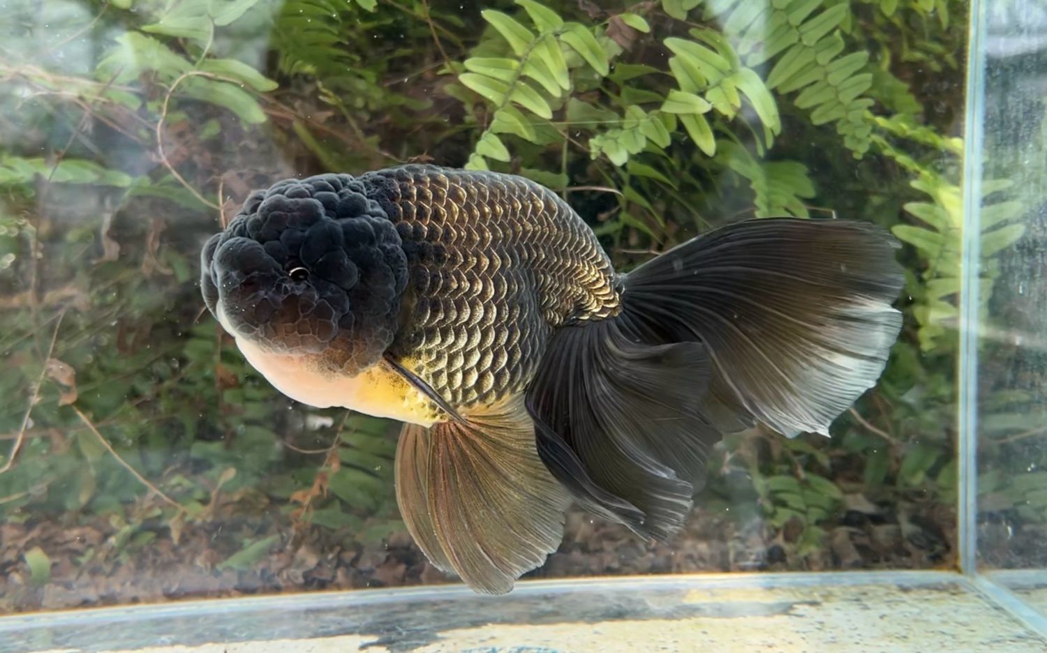 Black Orchidtail Ranchu (M, 7.5”) - Free Shipping